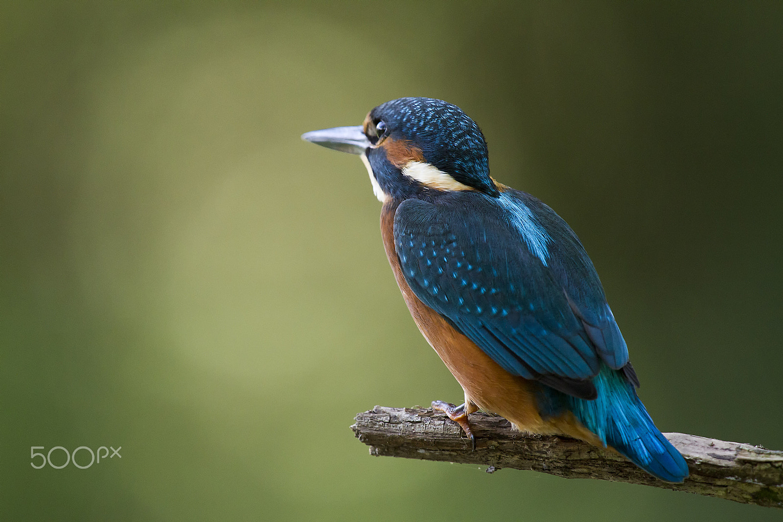 Canon EF 400mm F2.8L IS USM sample photo. Marti() photography