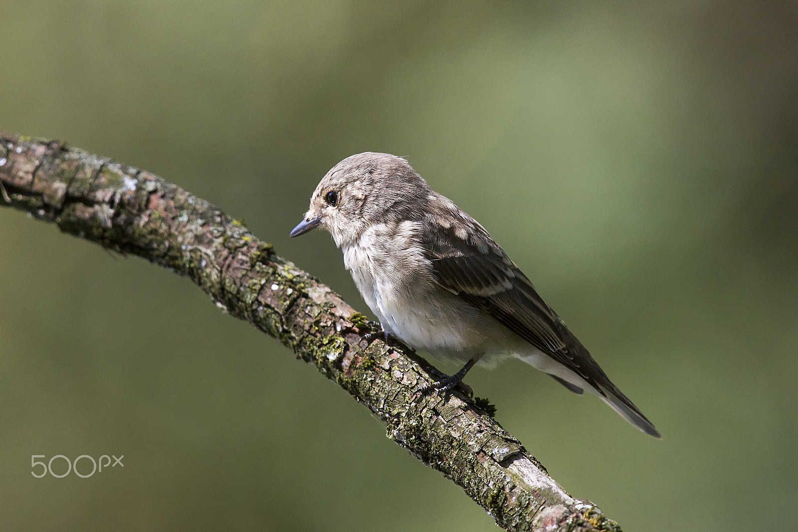 Canon EOS 7D + Canon EF 400mm F2.8L IS USM sample photo. Marti() photography