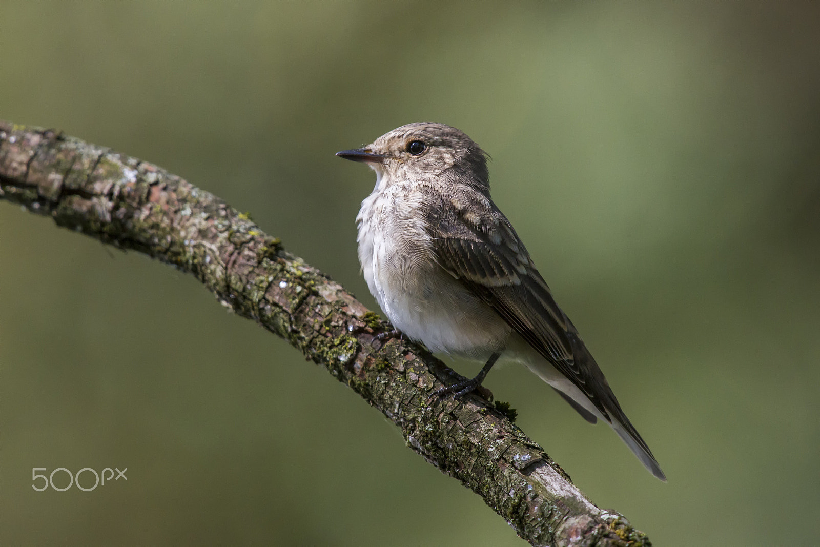 Canon EOS 7D + Canon EF 400mm F2.8L IS USM sample photo. Marti() photography