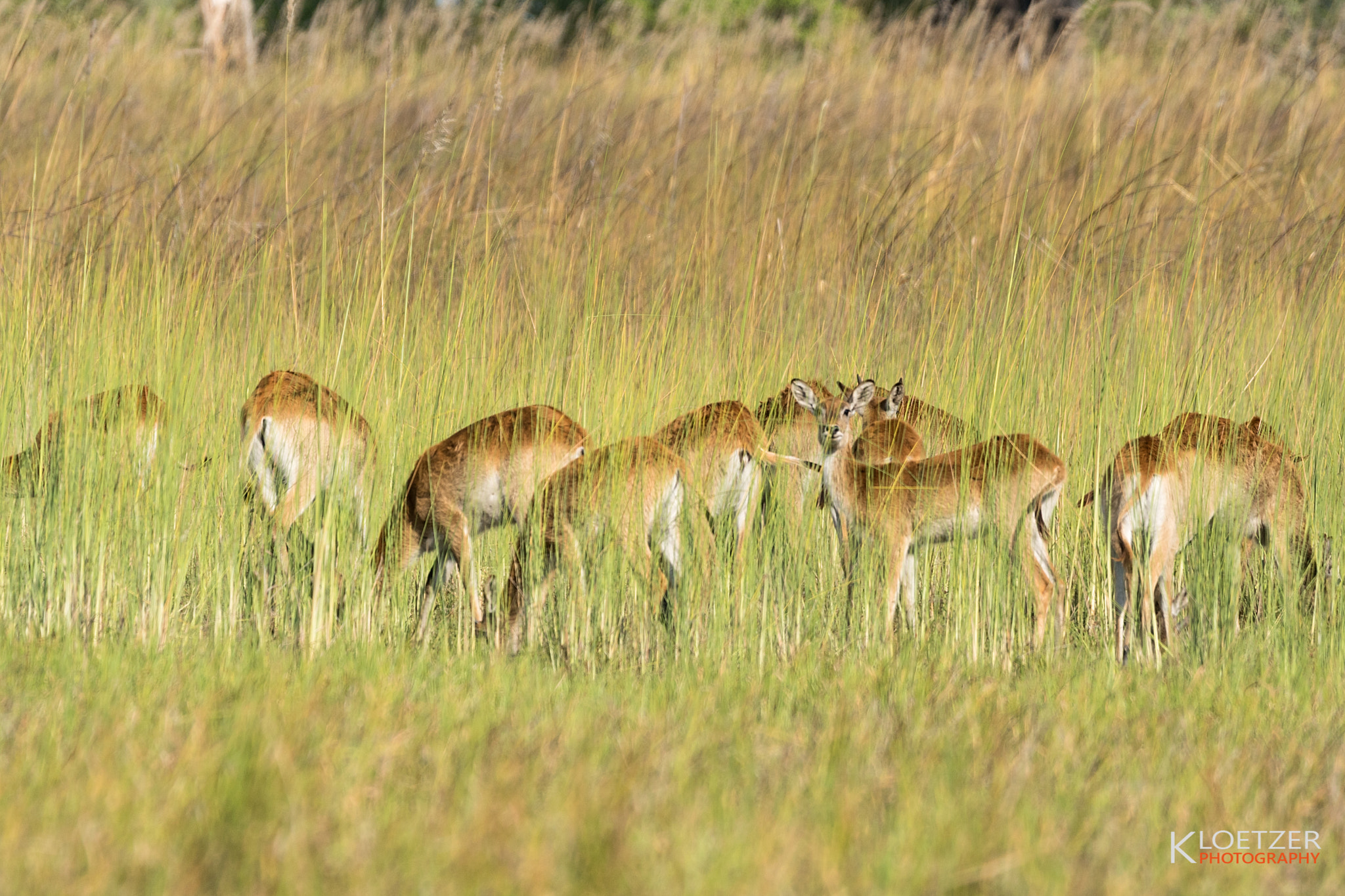 Sony ILCA-77M2 sample photo. Red lechwe | okavango delta photography