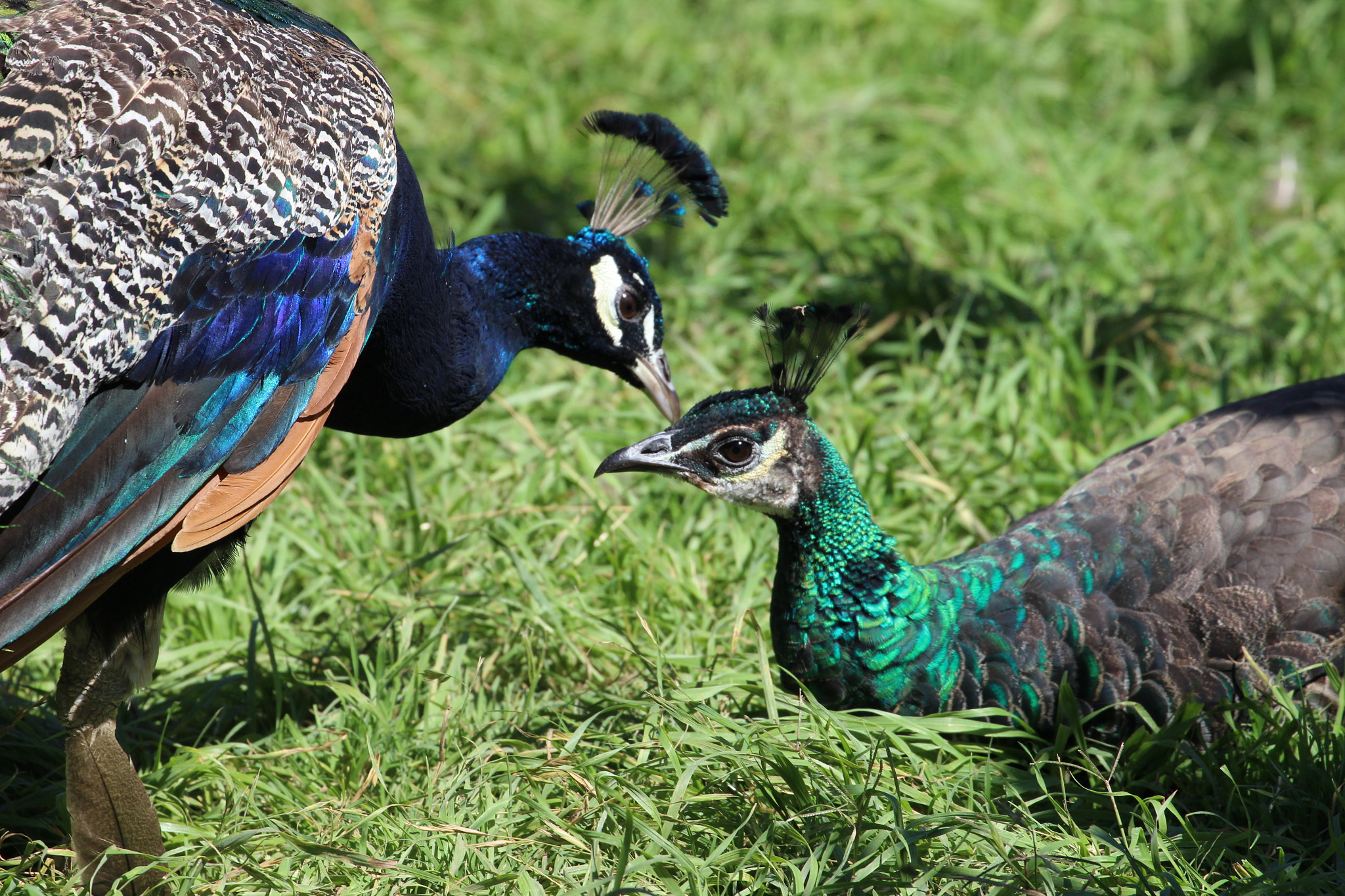 Canon EF 70-300mm F4-5.6L IS USM sample photo. Ma and pa peacock photography
