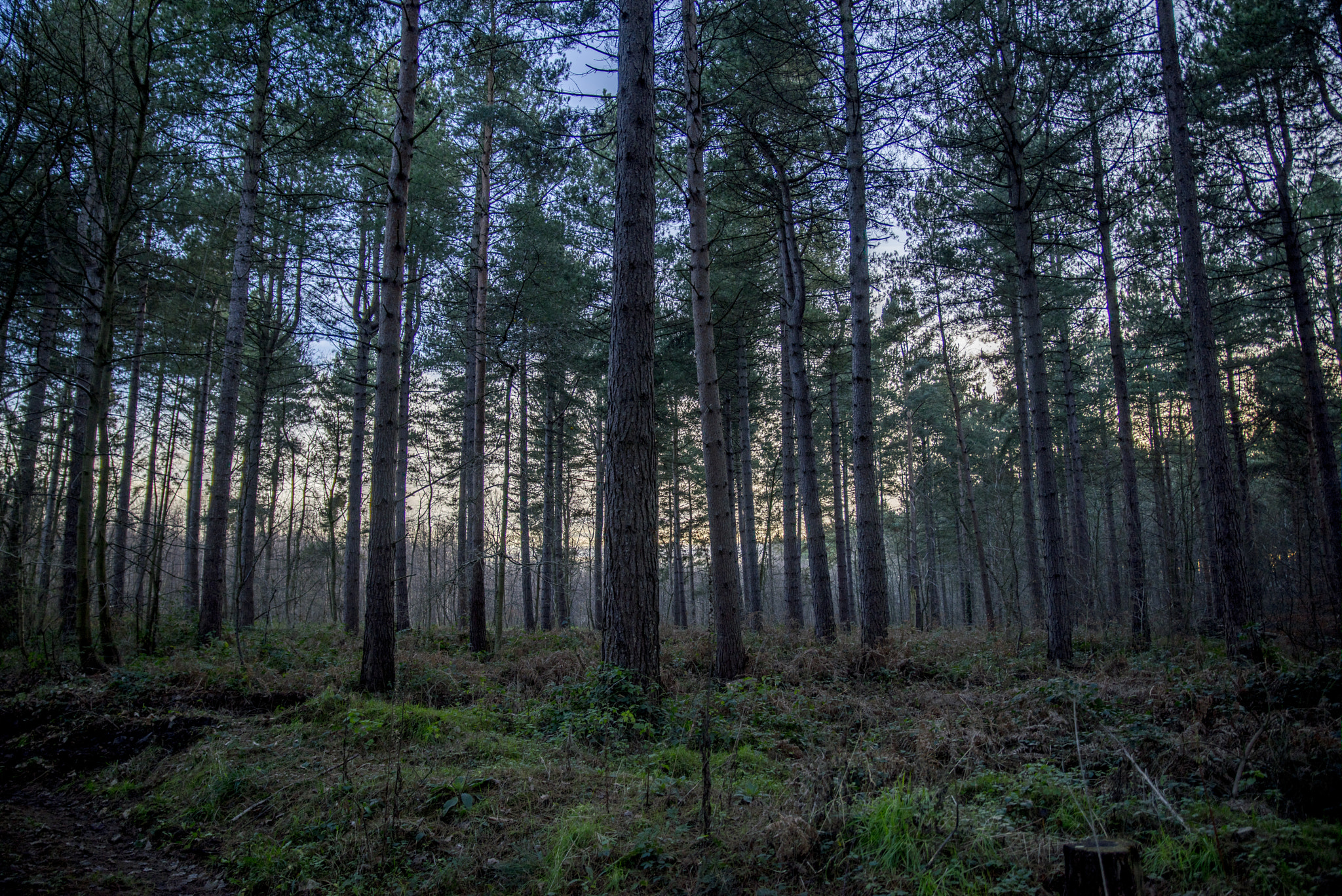 Sony a7R + Tamron SP 24-70mm F2.8 Di VC USD sample photo. Bishop wood photography