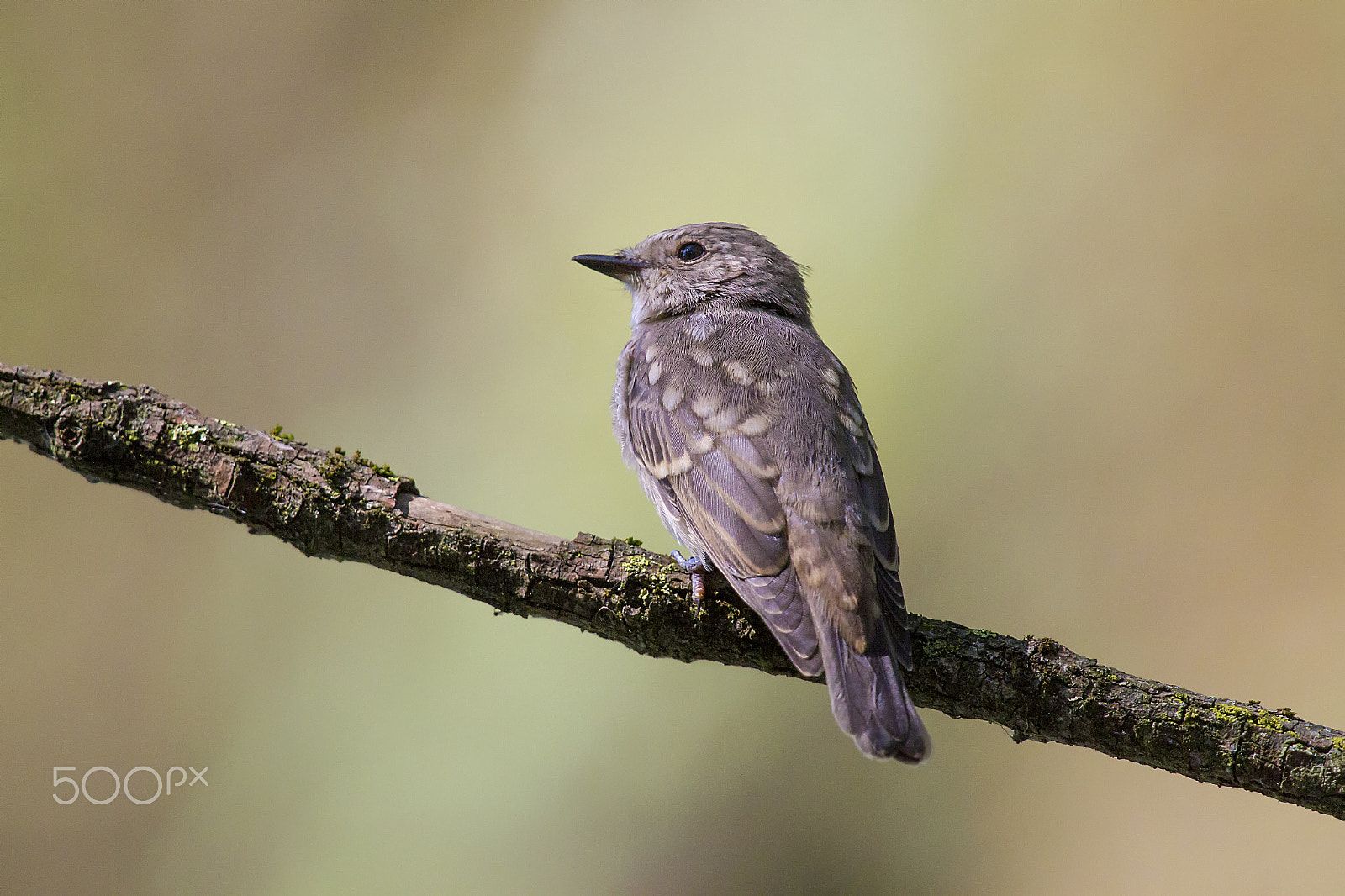 Canon EOS 7D + Canon EF 400mm F2.8L IS USM sample photo. Marti() photography