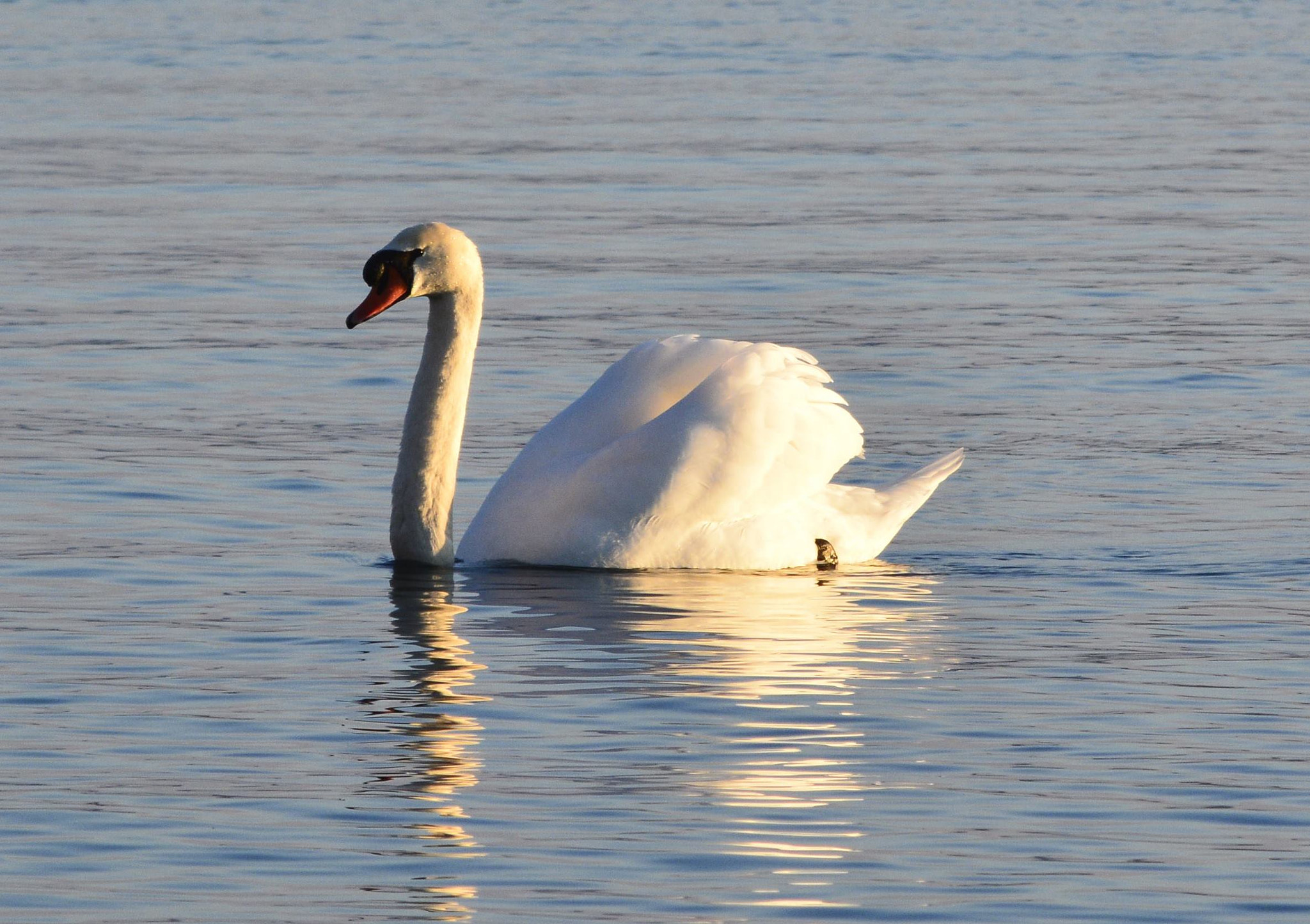 AF Zoom-Nikkor 35-135mm f/3.5-4.5 sample photo. Schwan photography