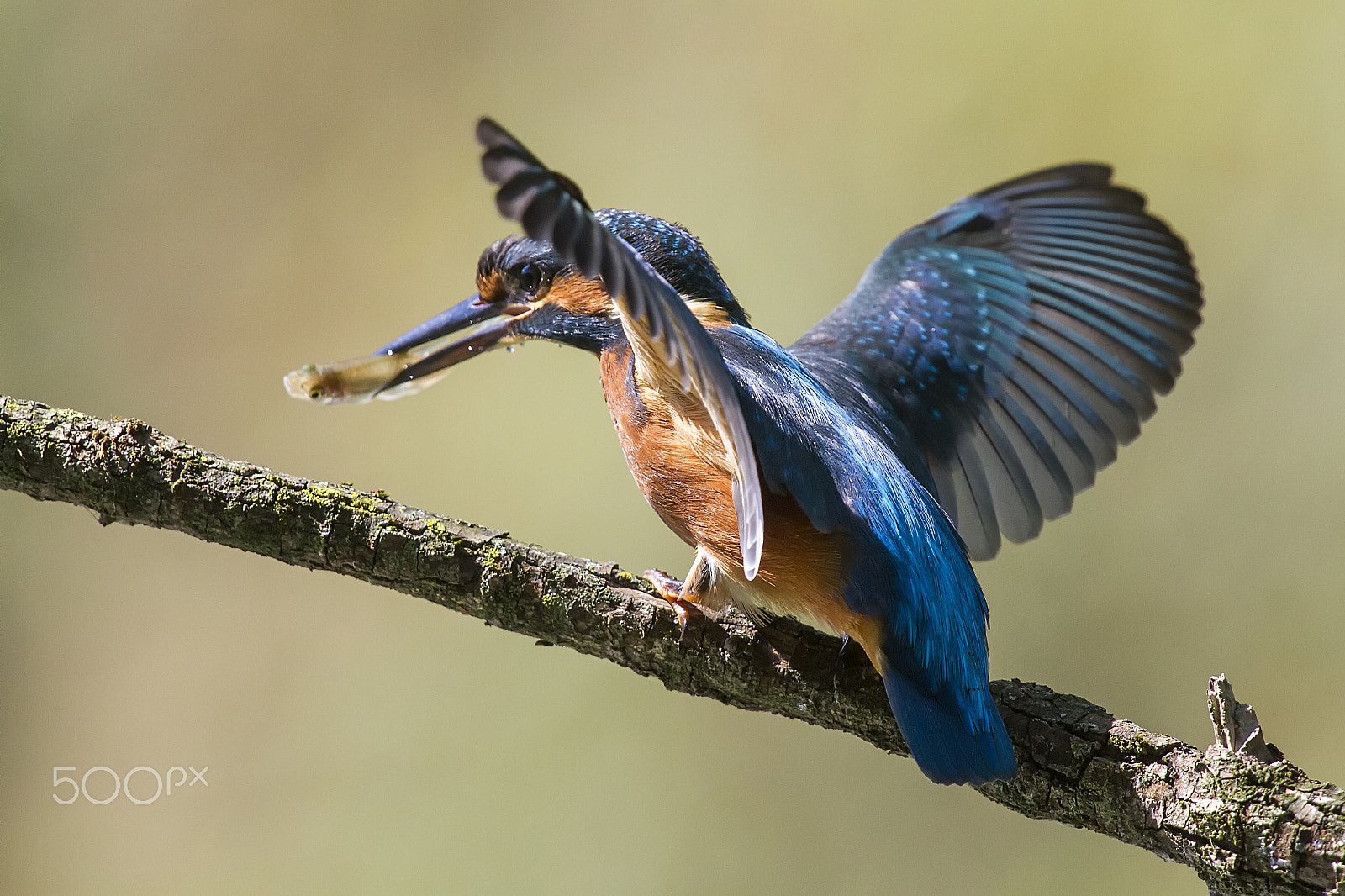 Canon EF 400mm F2.8L IS USM sample photo. Marti() photography