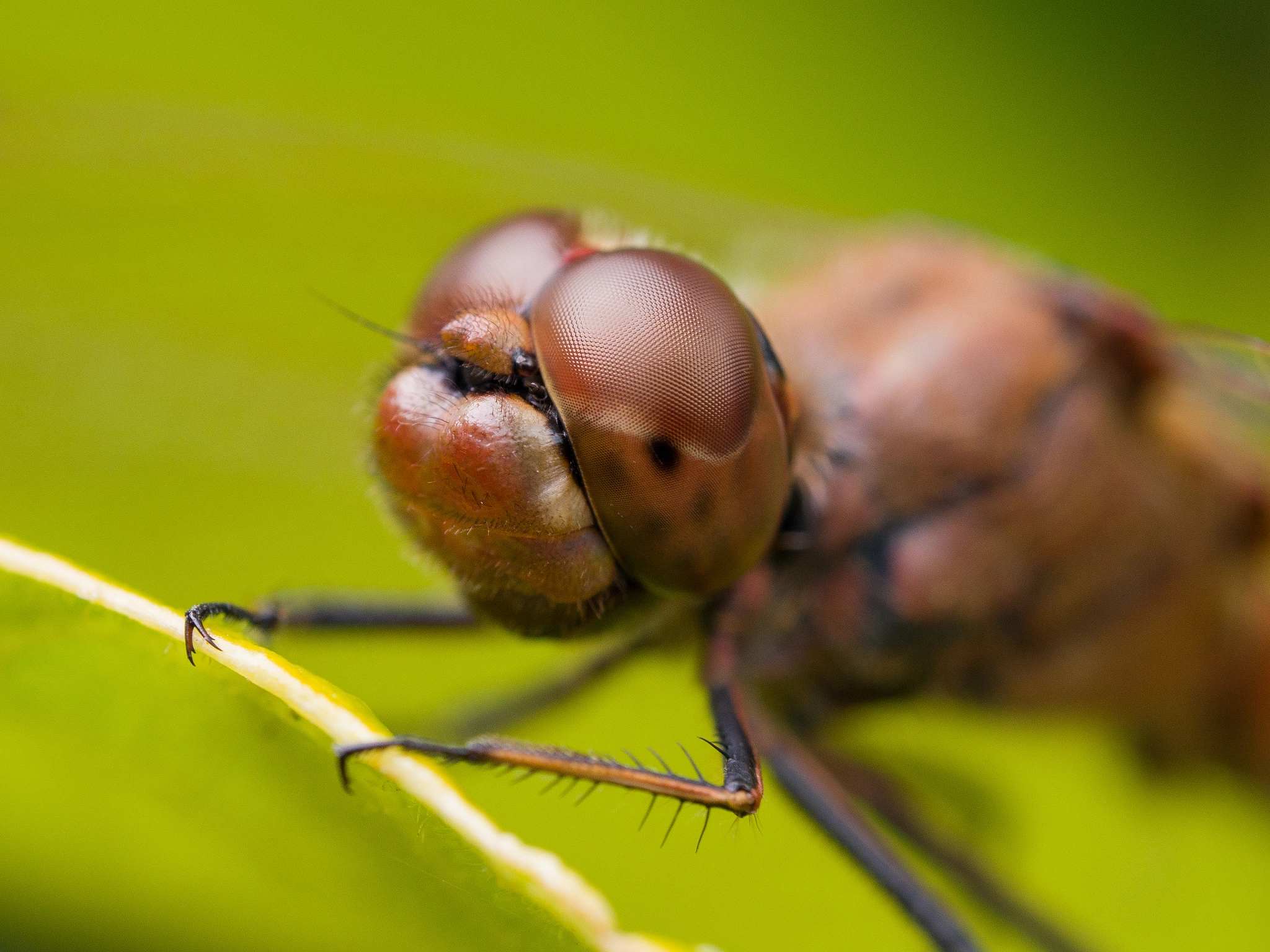 Olympus M.Zuiko Digital ED 60mm F2.8 Macro sample photo. Macro dragonfly holding on to edge of leaf photography
