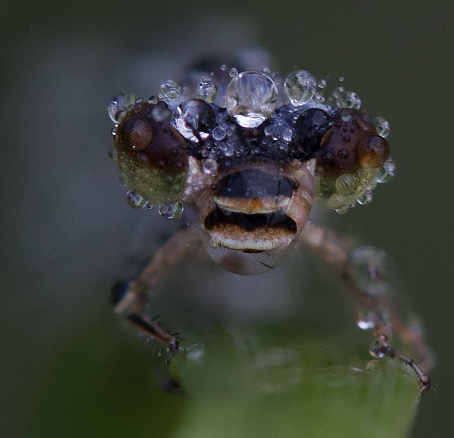 Tamron SP AF 180mm F3.5 Di LD (IF) Macro sample photo. Dew 22 photography