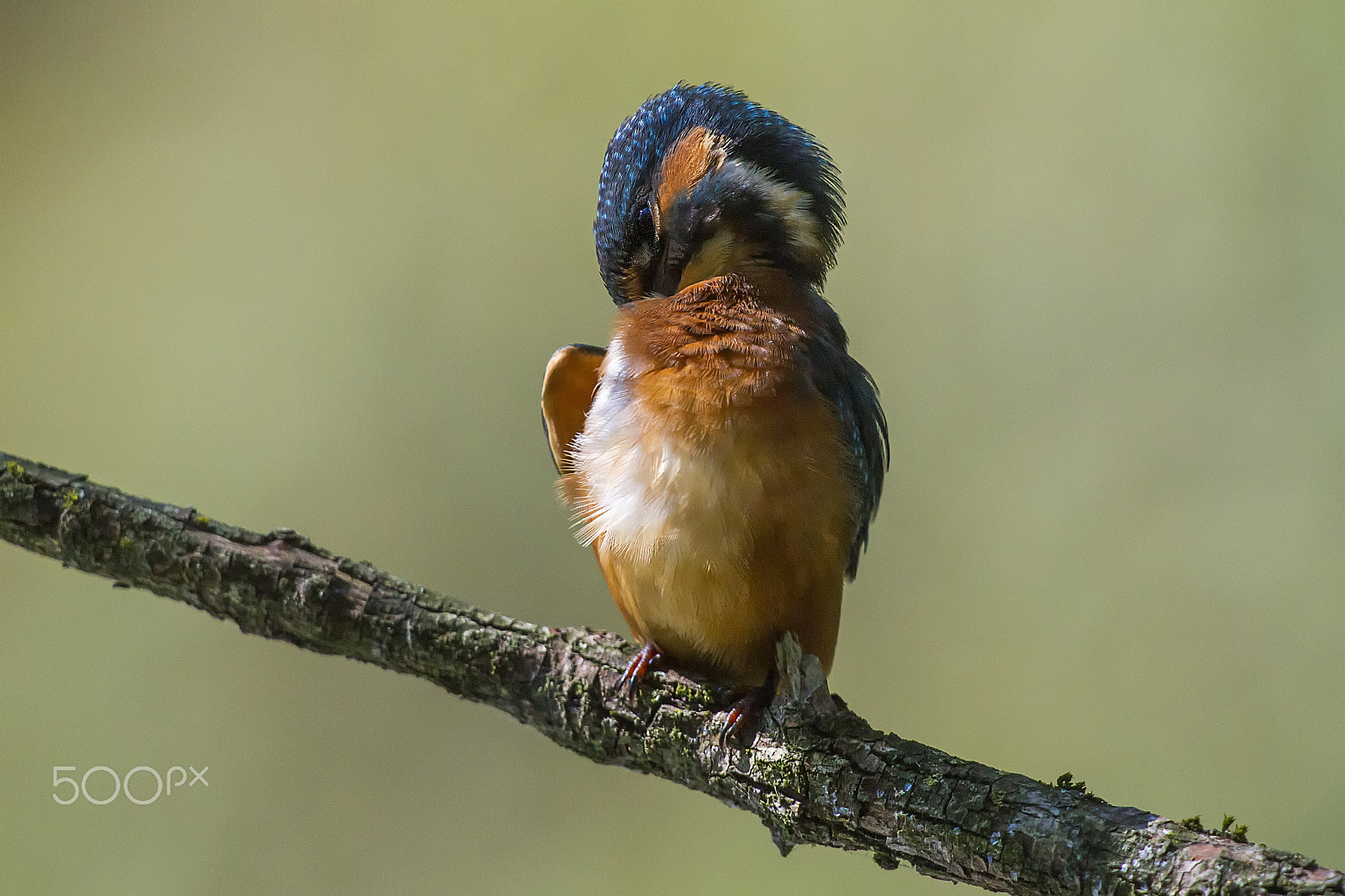 Canon EF 400mm F2.8L IS USM sample photo. Marti() photography
