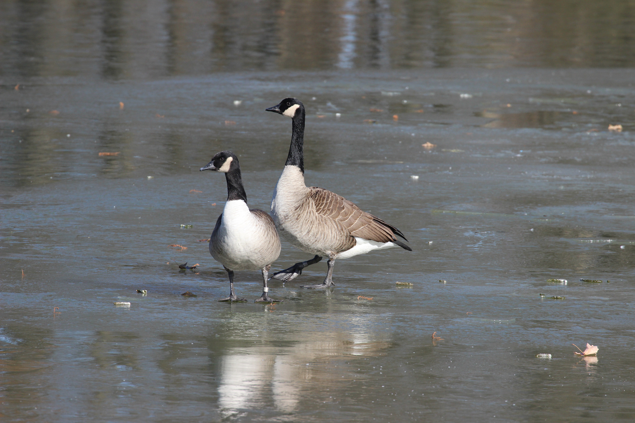 Canon EOS 600D (Rebel EOS T3i / EOS Kiss X5) + Canon EF 70-300mm F4-5.6L IS USM sample photo. Geese on ice photography
