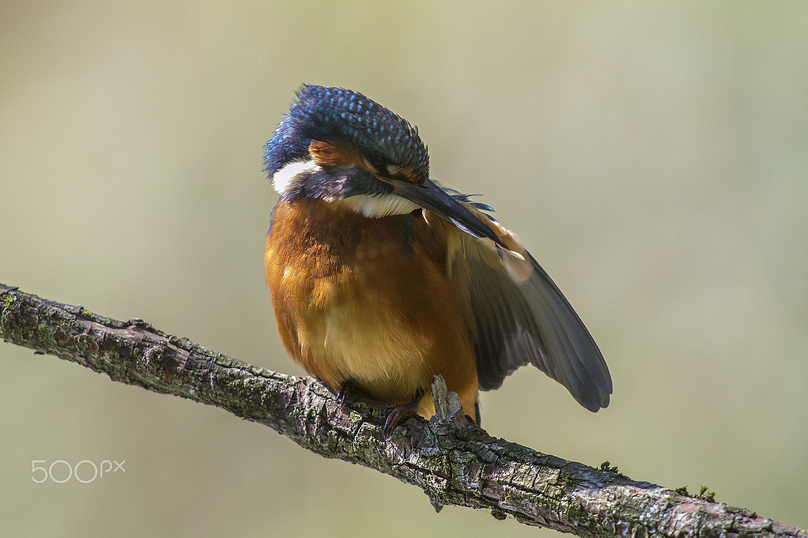 Canon EOS 7D + Canon EF 400mm F2.8L IS USM sample photo. Marti() photography