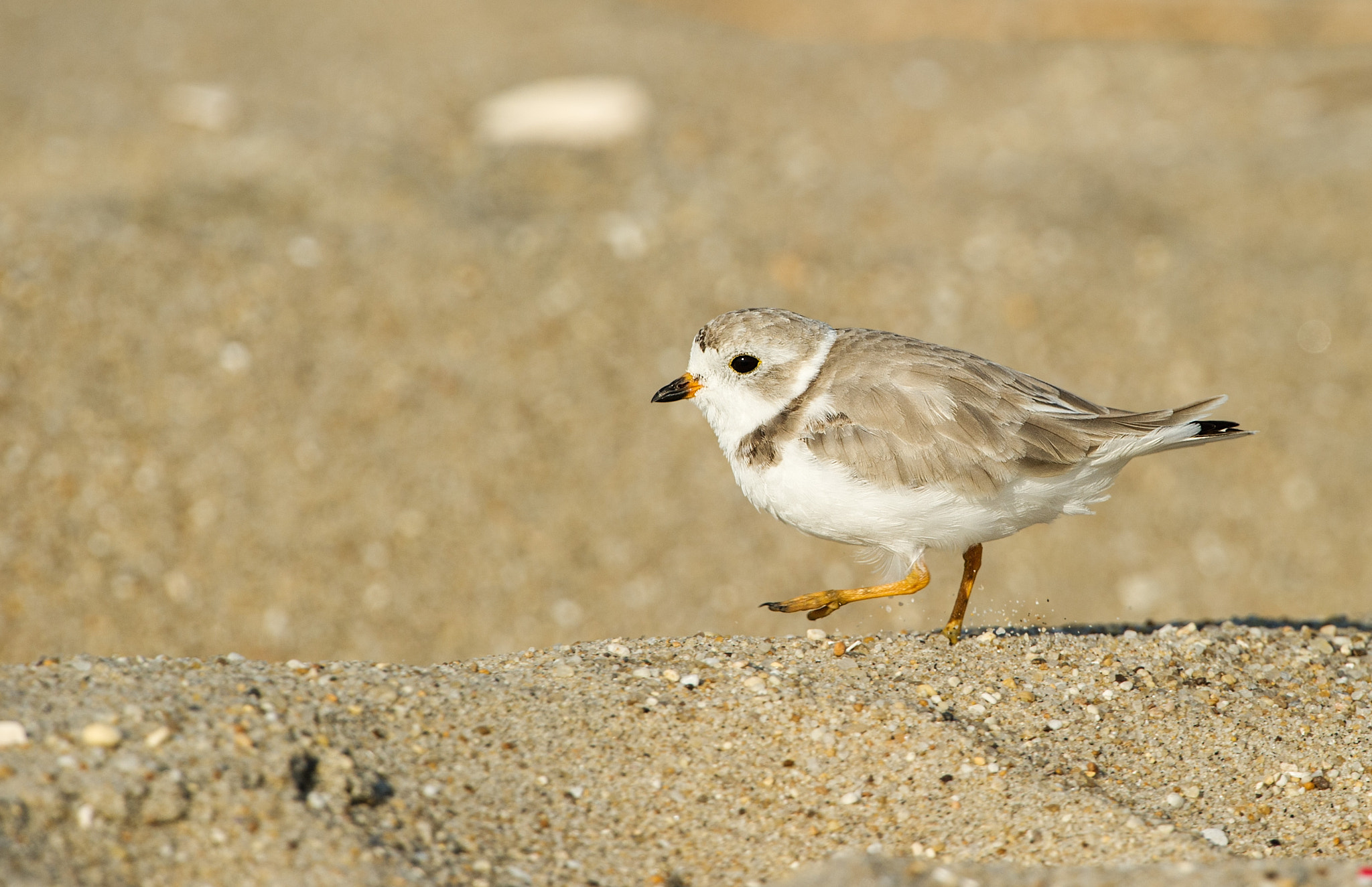 Nikon D3S + Nikon AF-S Nikkor 500mm F4G ED VR sample photo. Piping plover running on beach photography
