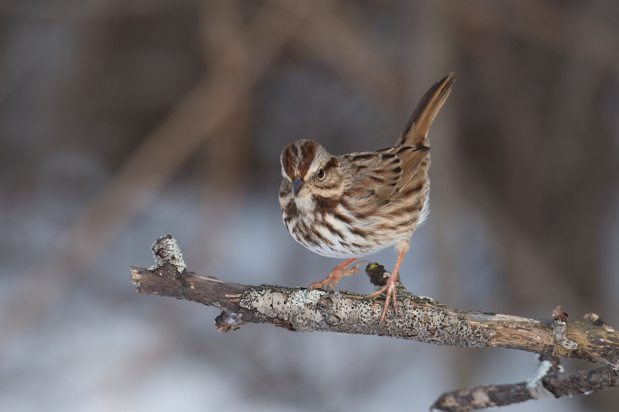 Nikon D4 + Sigma 24-60mm F2.8 EX DG sample photo. Bruant chanteur, melospiza melodia, song sparrow photography