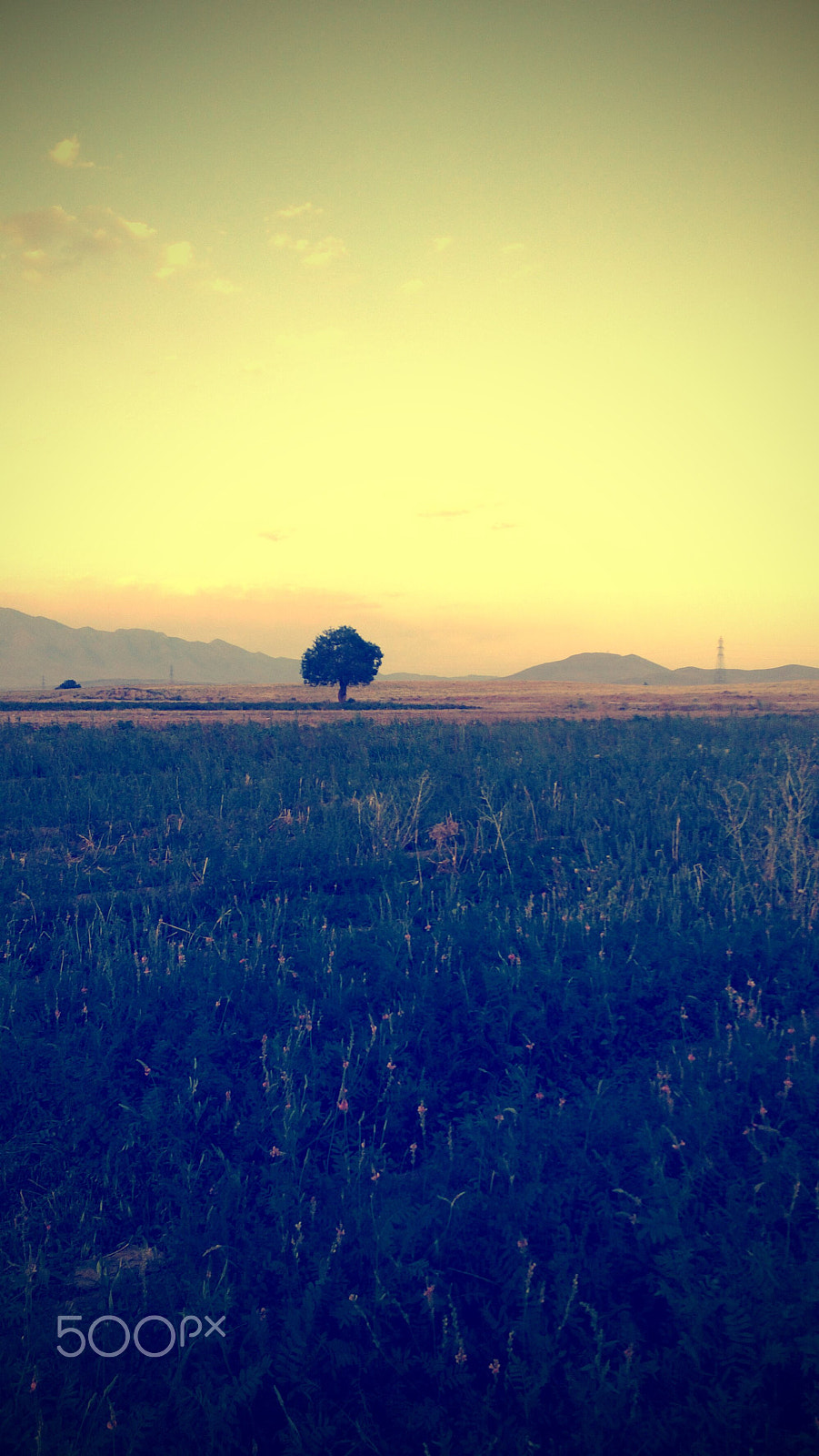 Nokia N9 sample photo. Tree-run-one photography
