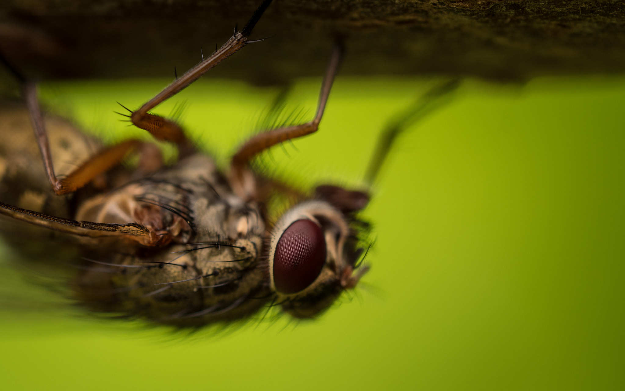Olympus M.Zuiko Digital ED 60mm F2.8 Macro sample photo. Fly upside down photography