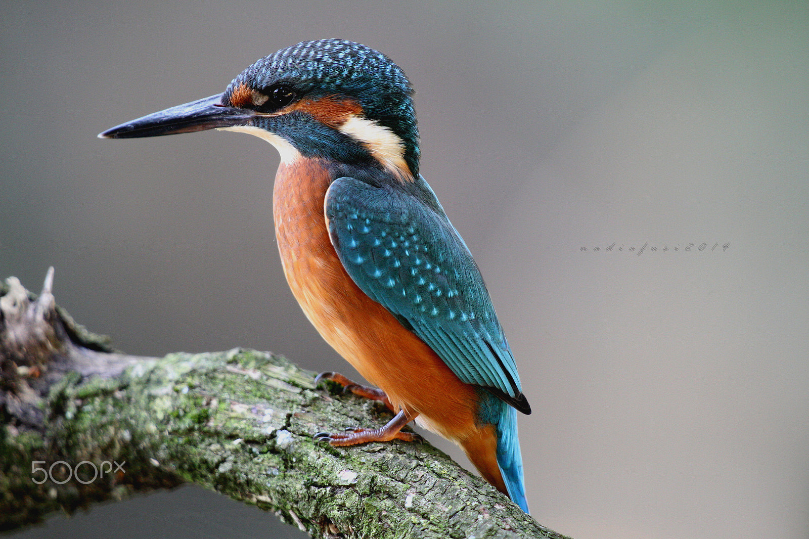 Canon EOS 7D + Canon EF 400mm F2.8L IS USM sample photo. Marty photography