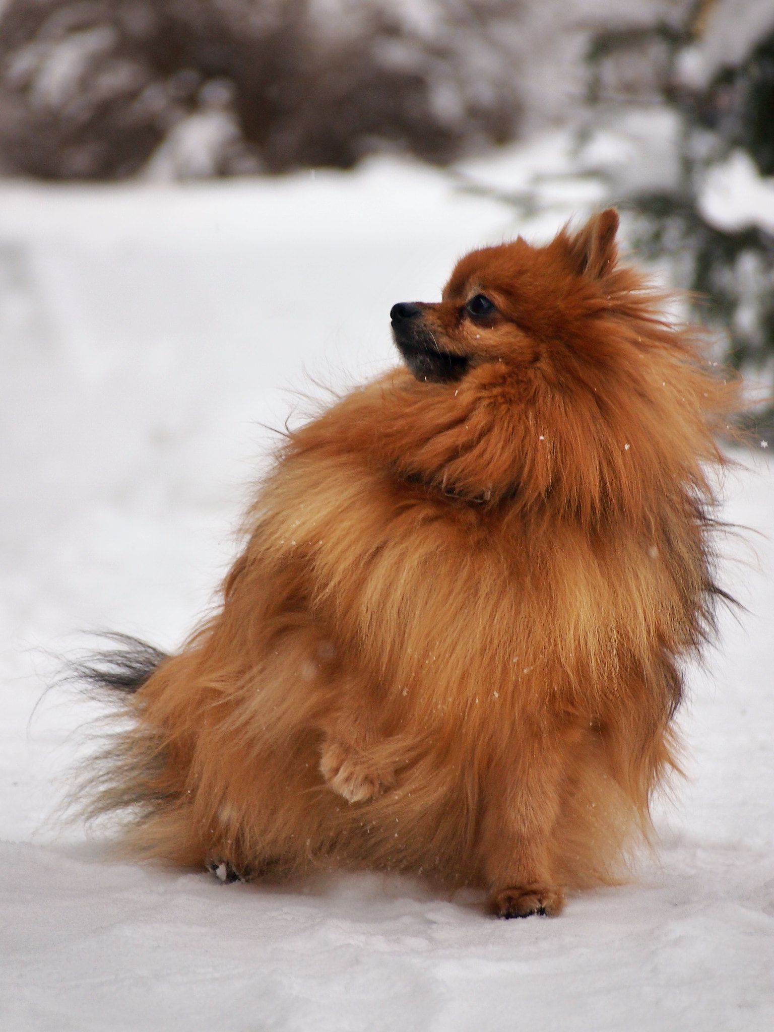 Olympus PEN E-PM1 sample photo. What did you say?? photography