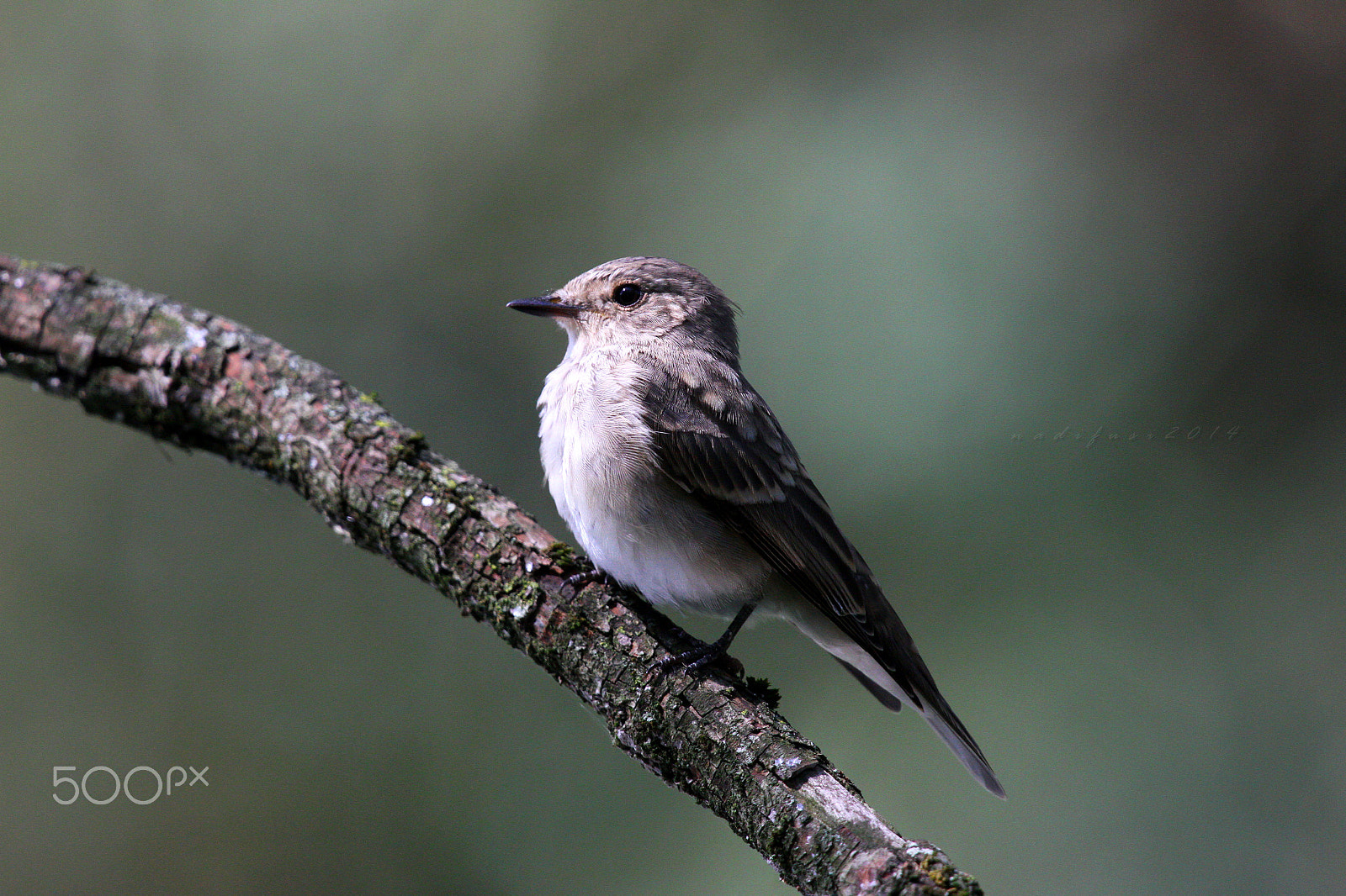 Canon EOS 7D + Canon EF 400mm F2.8L IS USM sample photo. Marty photography