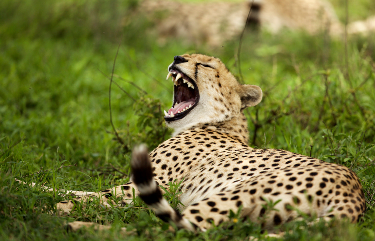 Canon EF 500mm F4L IS II USM sample photo. Cheetah in grass photography
