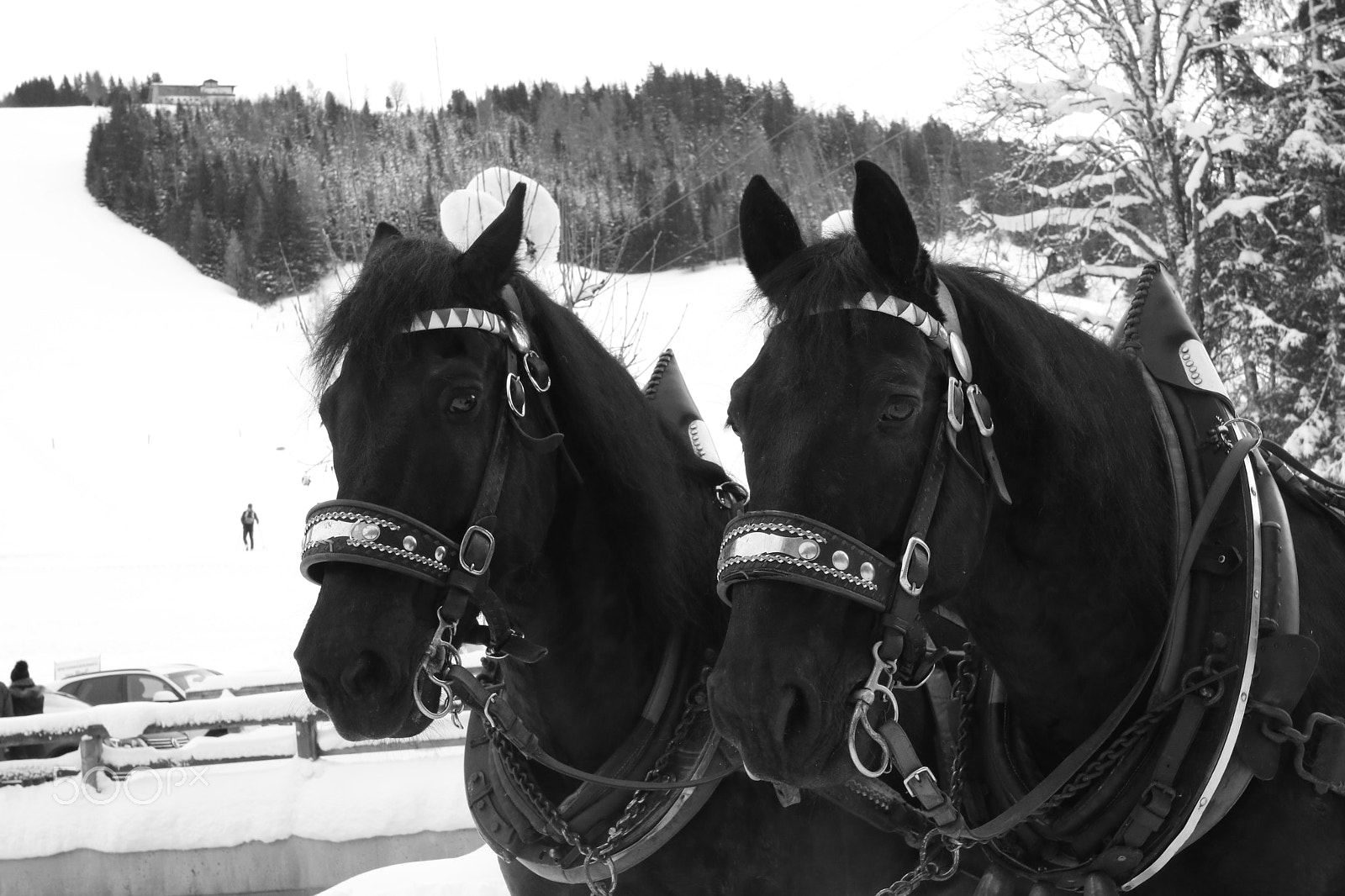 Canon EOS 750D (EOS Rebel T6i / EOS Kiss X8i) + Canon EF 300mm f/2.8L sample photo. Horse photography