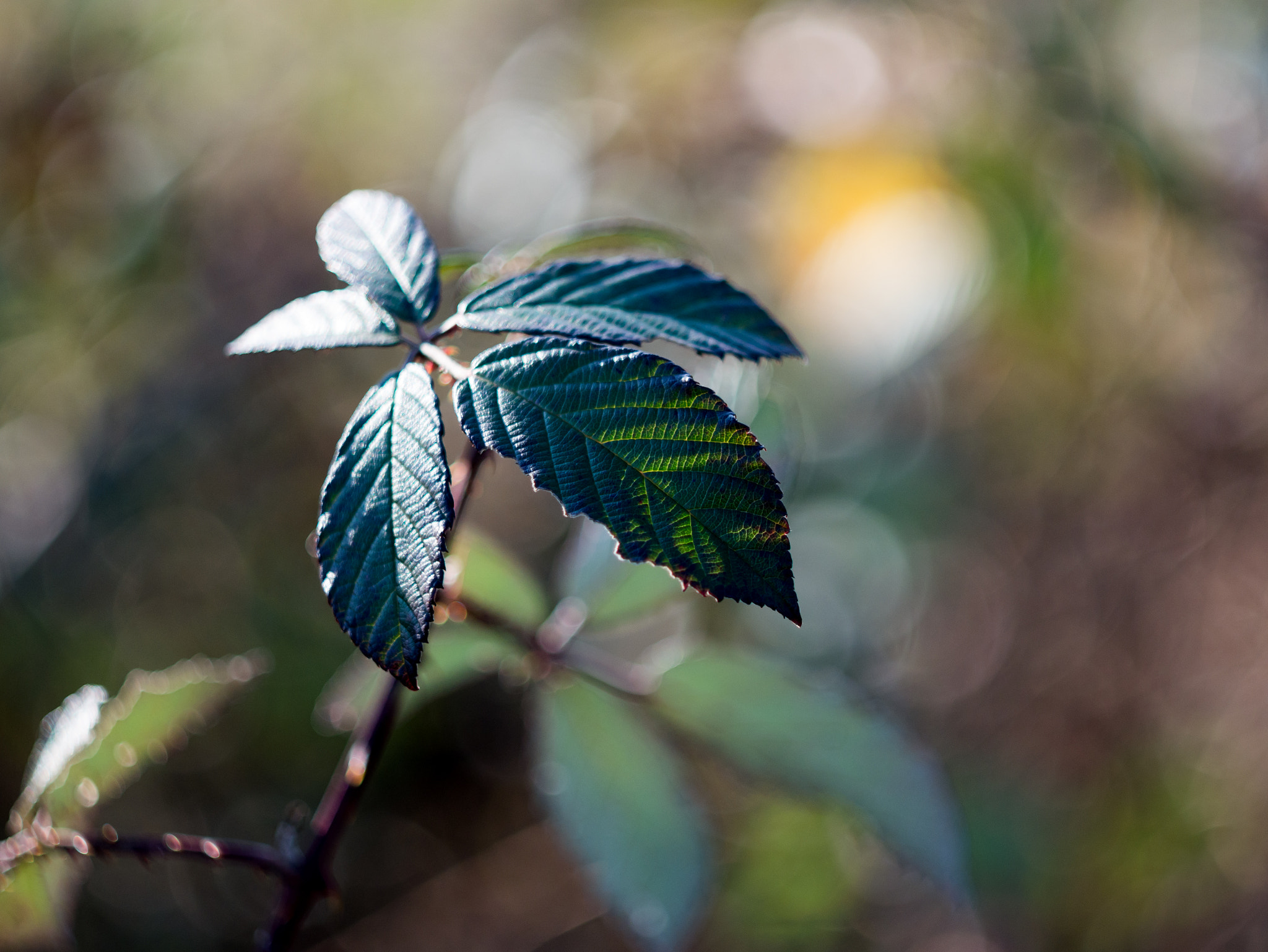 Panasonic Lumix DMC-GX7 sample photo. Late autumn bokeh photography