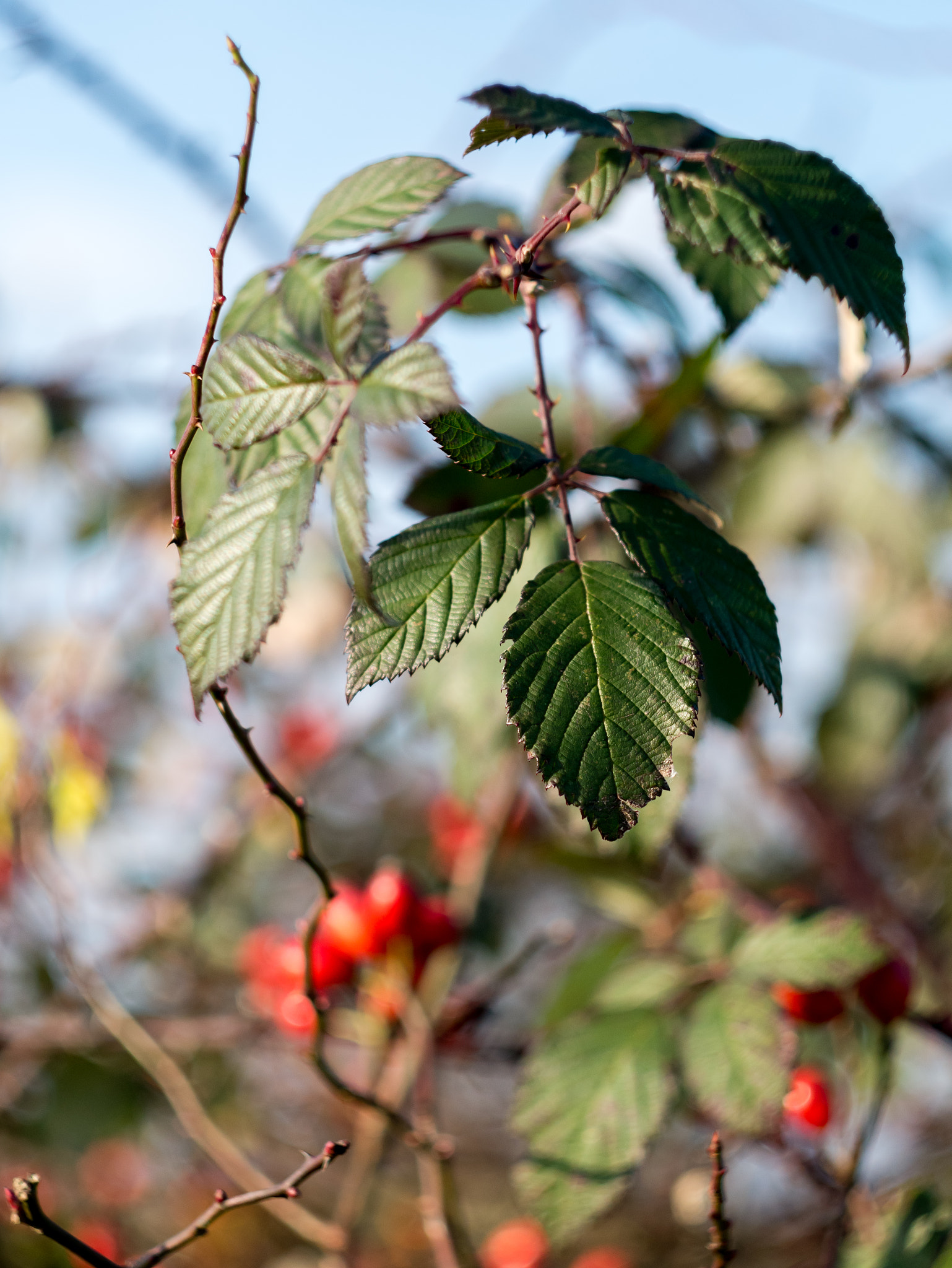 Panasonic Lumix DMC-GX7 sample photo. Late autumn bokeh photography