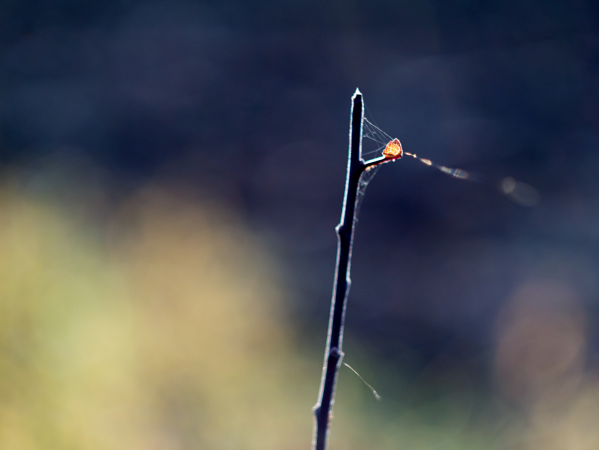 Panasonic Lumix DMC-GX7 sample photo. Late autumn bokeh photography