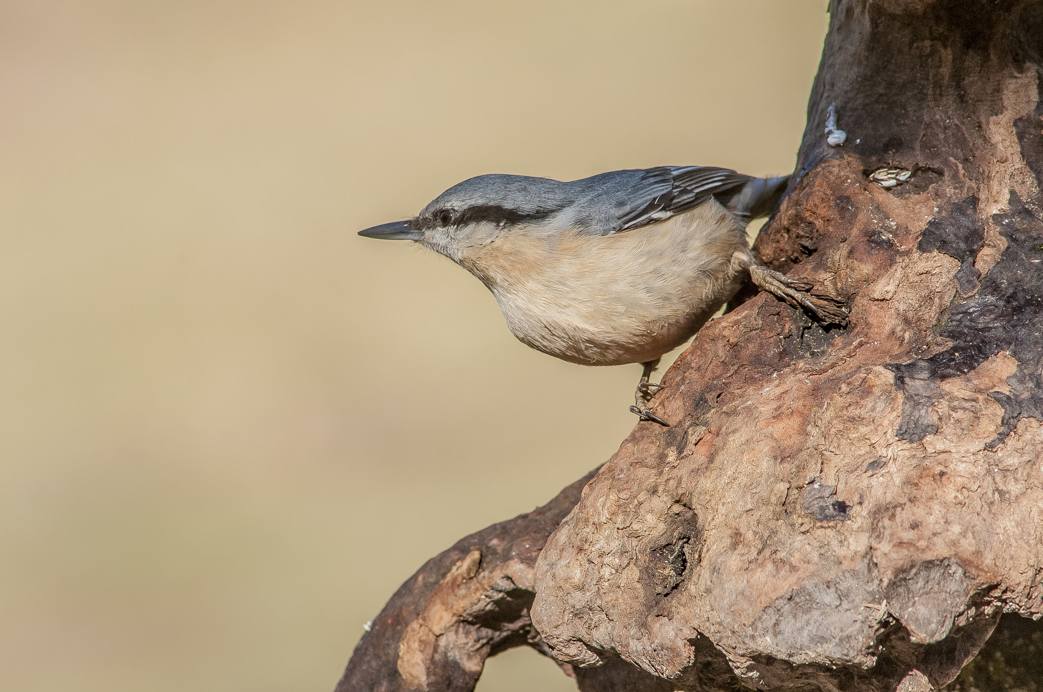 Nikon D300 + AF Nikkor 300mm f/4 IF-ED sample photo. Trepador azul photography