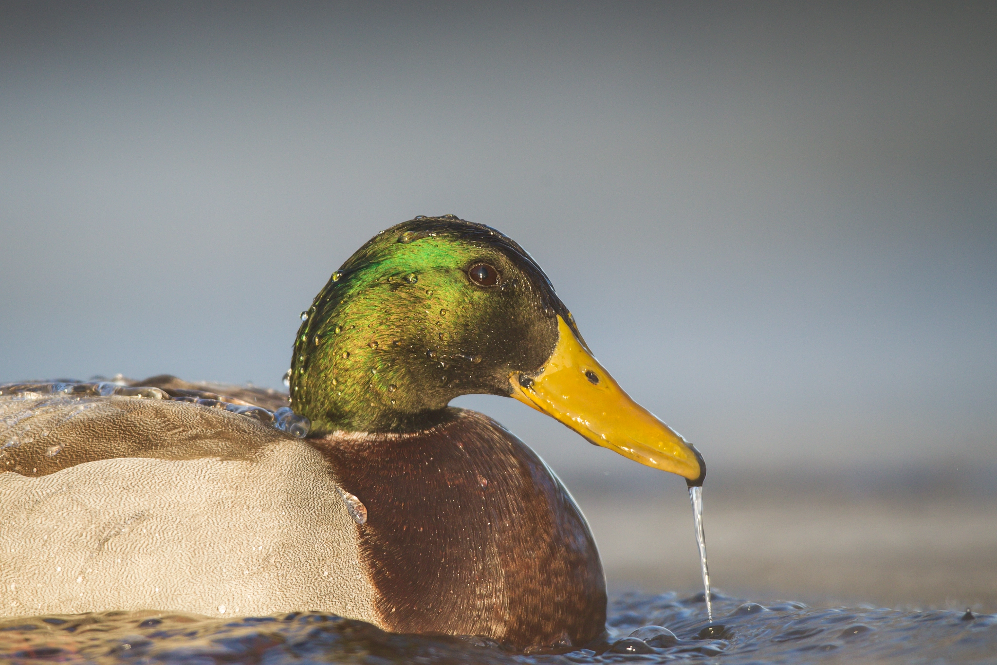 Canon EF 600mm f/4L IS sample photo. Winter swimmer photography