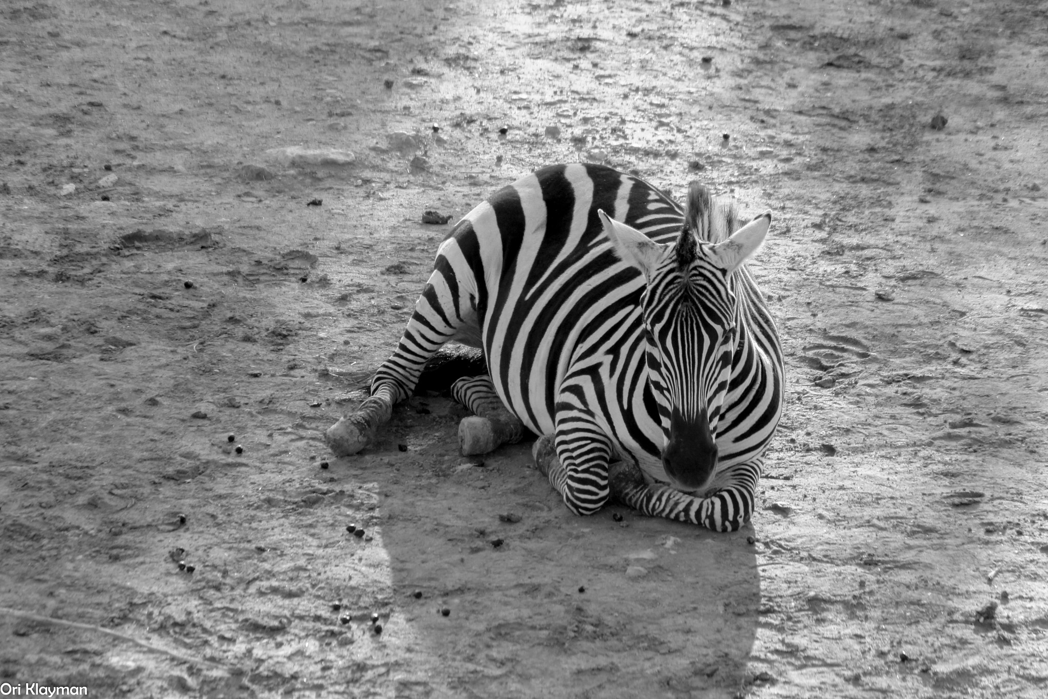 Canon EOS 650D (EOS Rebel T4i / EOS Kiss X6i) sample photo. Black and white siesta photography