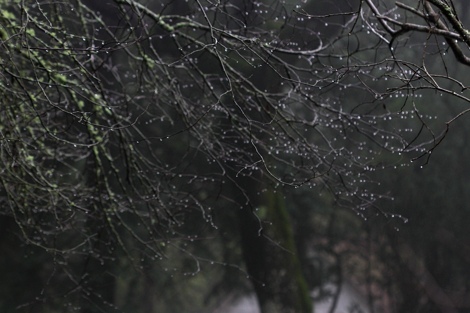 Canon EOS 7D + Canon EF 100mm F2.8 Macro USM sample photo. Winter's jewels photography