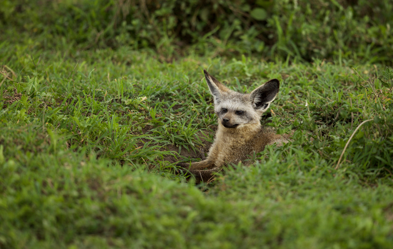 Canon EF 500mm F4L IS II USM sample photo. Fox photography