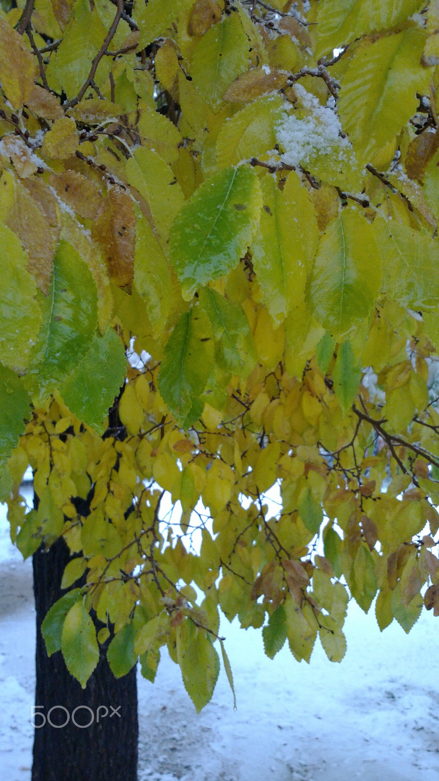Nokia N9 sample photo. Winter-tree photography