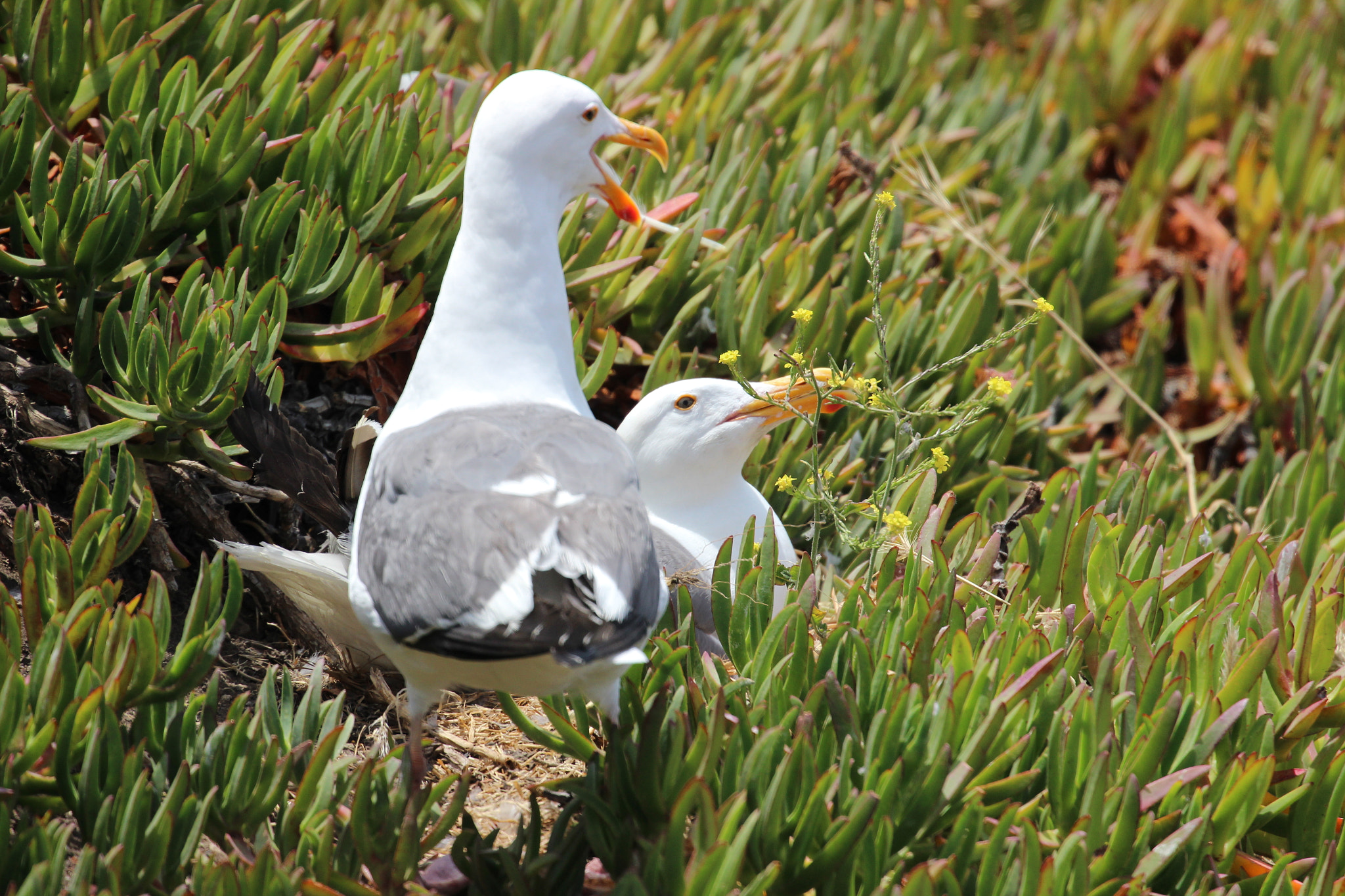 Canon EF 70-300mm F4-5.6L IS USM sample photo. Seagull daddy cheers up mom photography