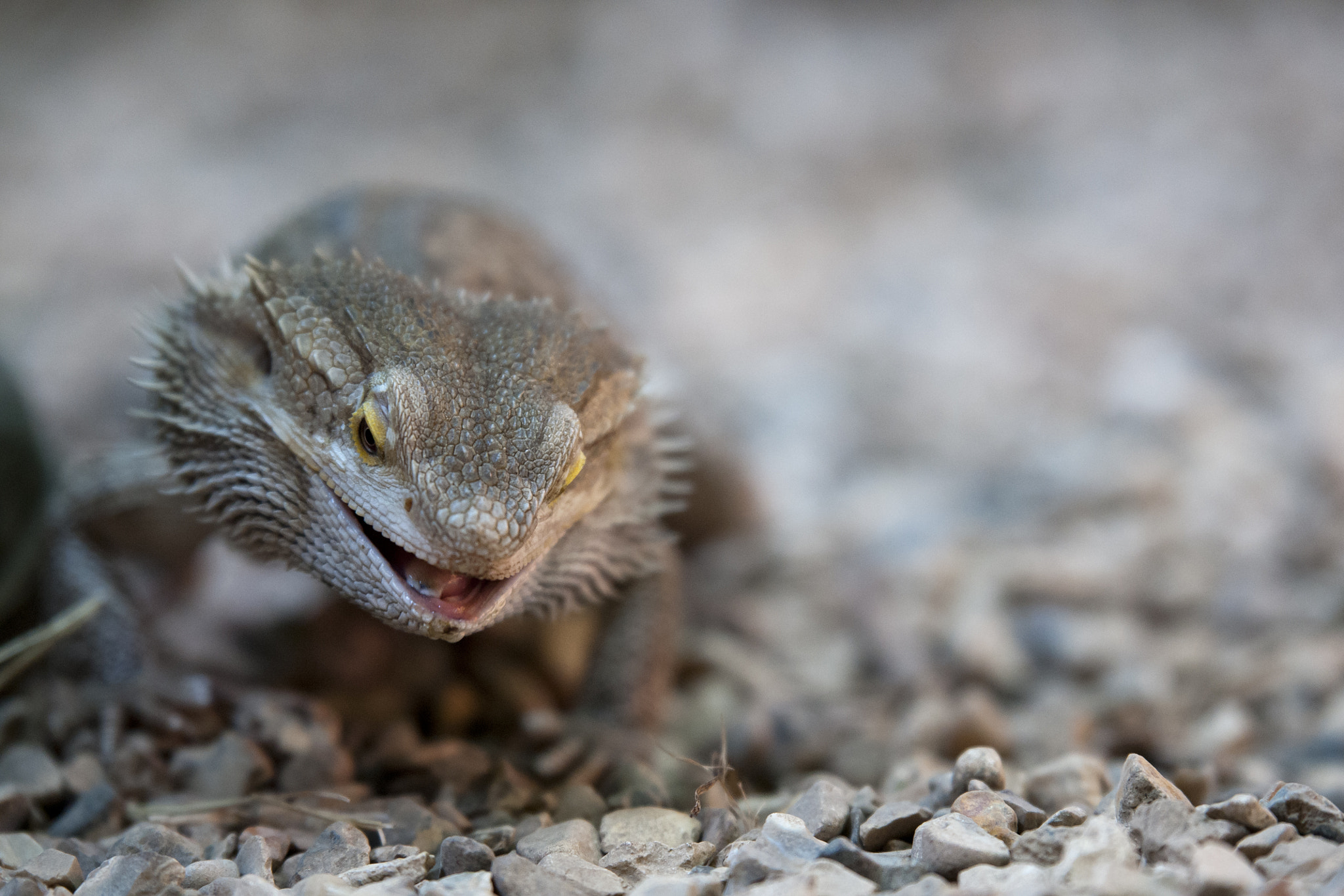 Sony Alpha DSLR-A700 + Tamron SP 70-200mm F2.8 Di VC USD sample photo. Bearded dragon photography