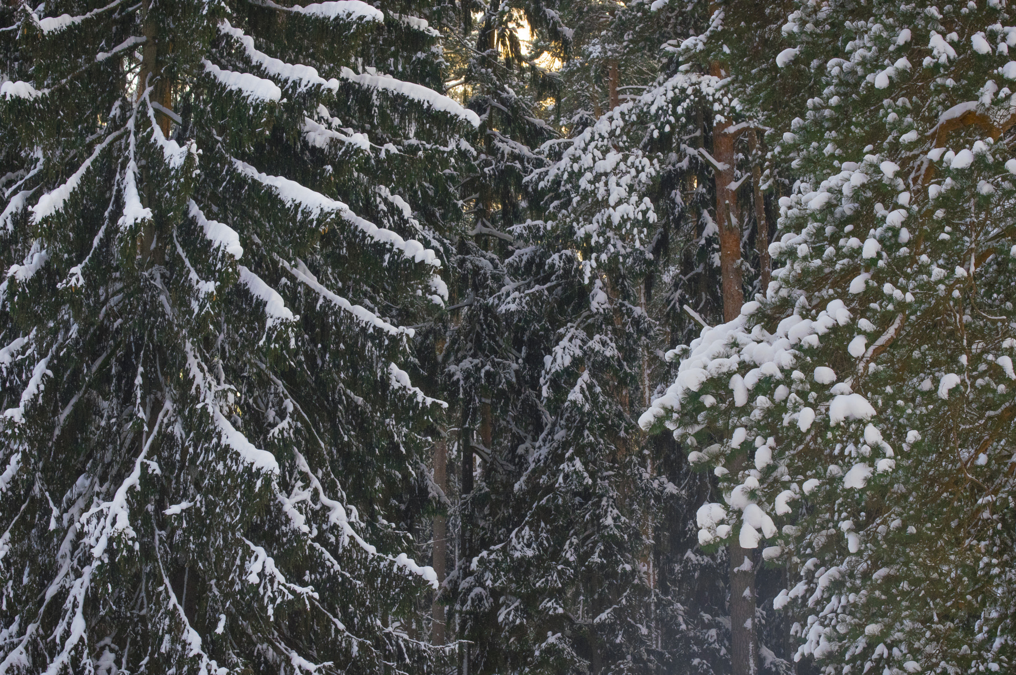 Pentax smc DA* 60-250mm F4.0 ED (IF) SDM sample photo. In the forest photography