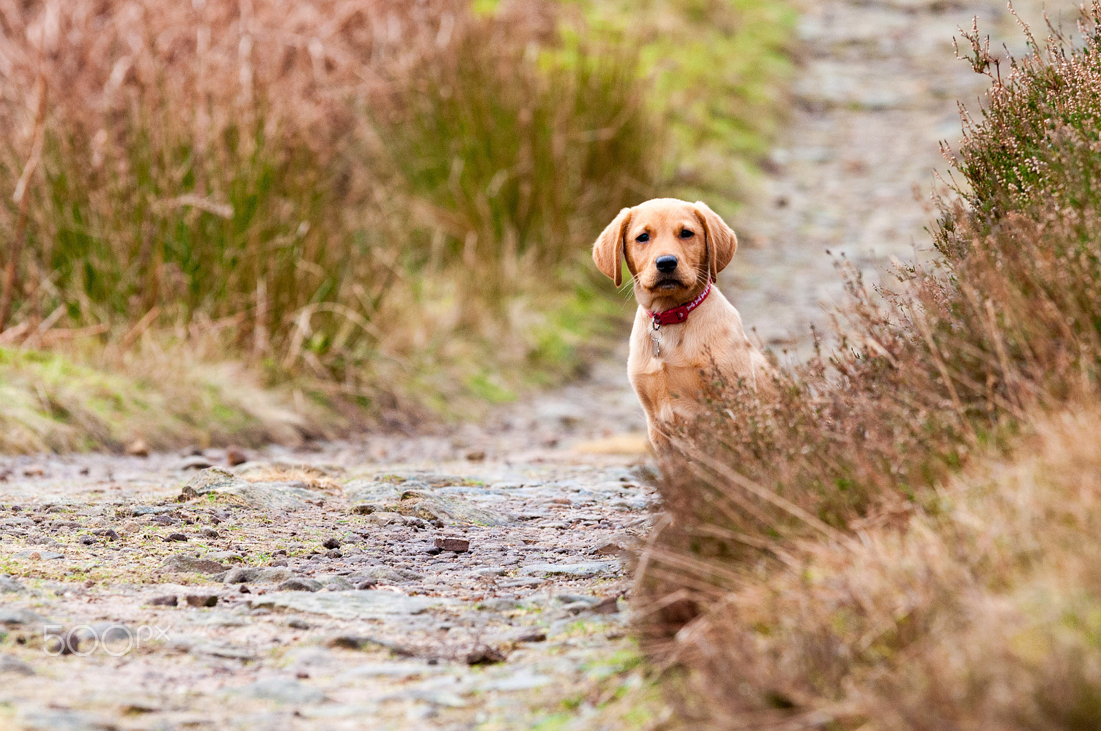 Sigma 70-200mm F2.8 EX DG OS HSM sample photo. Curious chester photography