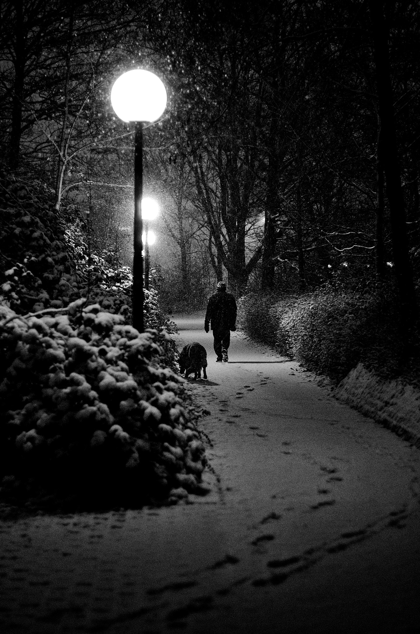 Pentax K-5 II + Pentax smc FA 50mm F1.4 sample photo. Walk with hound photography