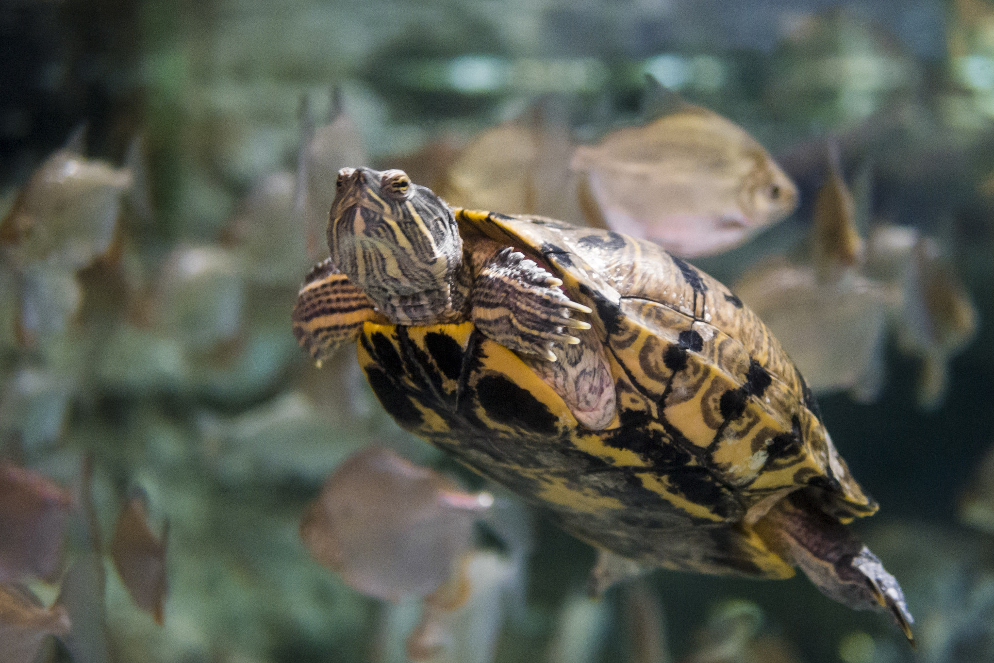 Panasonic Lumix DMC-G6 + Panasonic Leica DG Summilux 25mm F1.4 II ASPH sample photo. Turtle.jpg photography