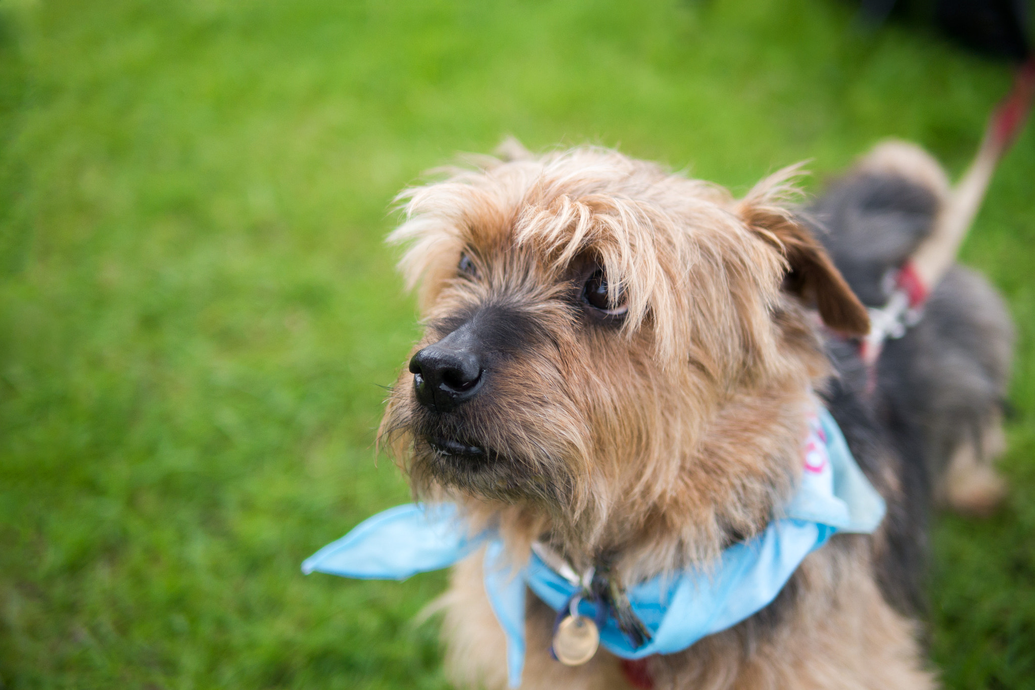 Panasonic Lumix DMC-G6 + Panasonic Leica DG Summilux 25mm F1.4 II ASPH sample photo. Small_dog.jpg photography