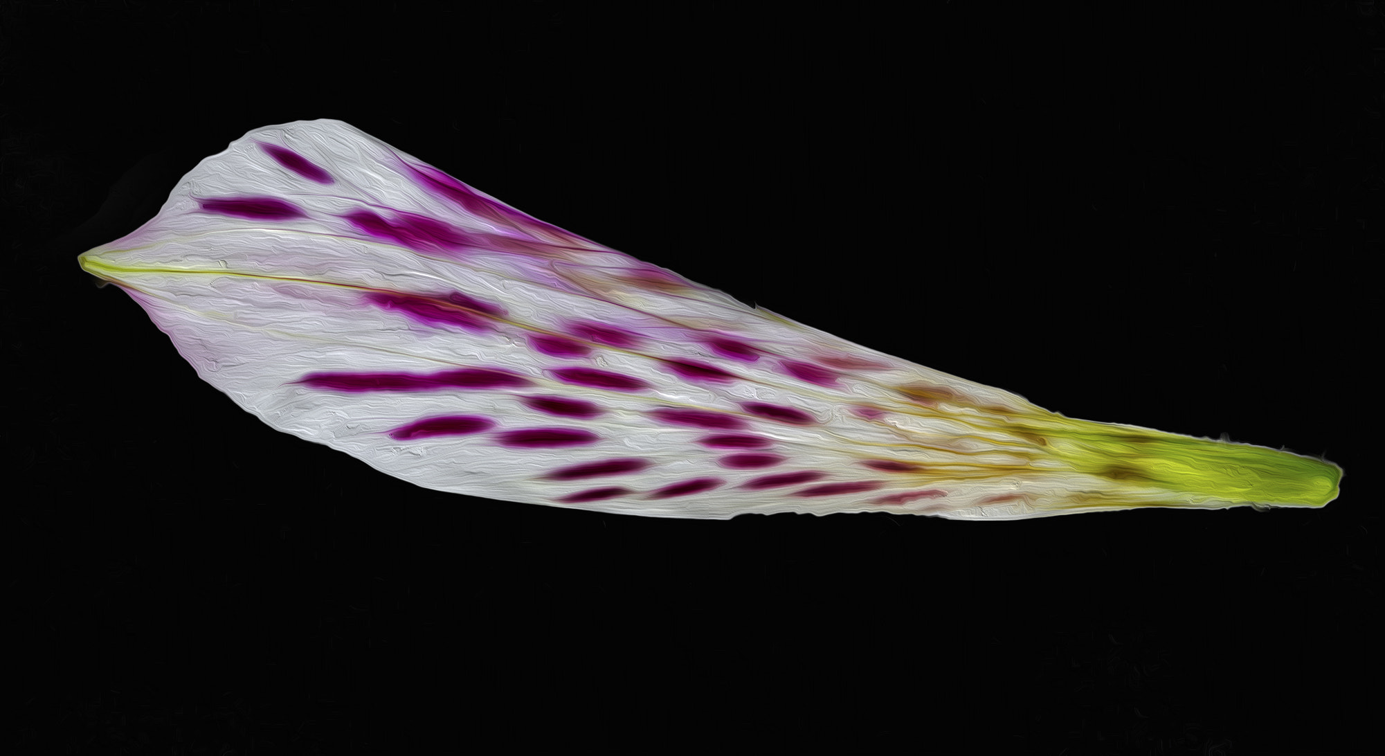 Canon EOS 7D + Canon EF 100mm F2.8 Macro USM sample photo. Dried petal photography