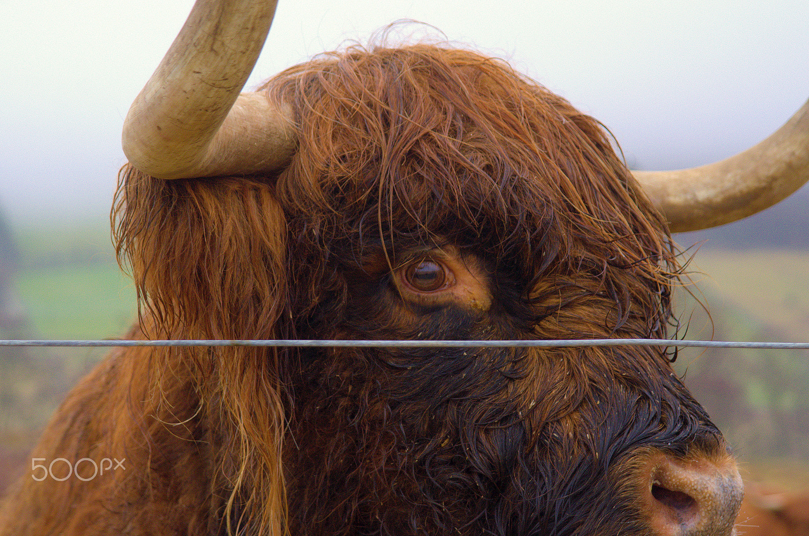 AF Zoom-Nikkor 24-120mm f/3.5-5.6D IF sample photo. Highland cow photography