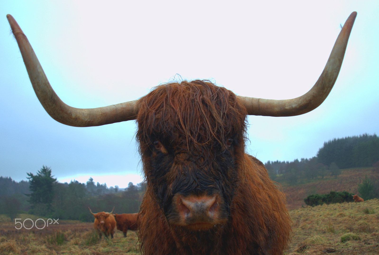 AF Zoom-Nikkor 24-120mm f/3.5-5.6D IF sample photo. Highland cow photography