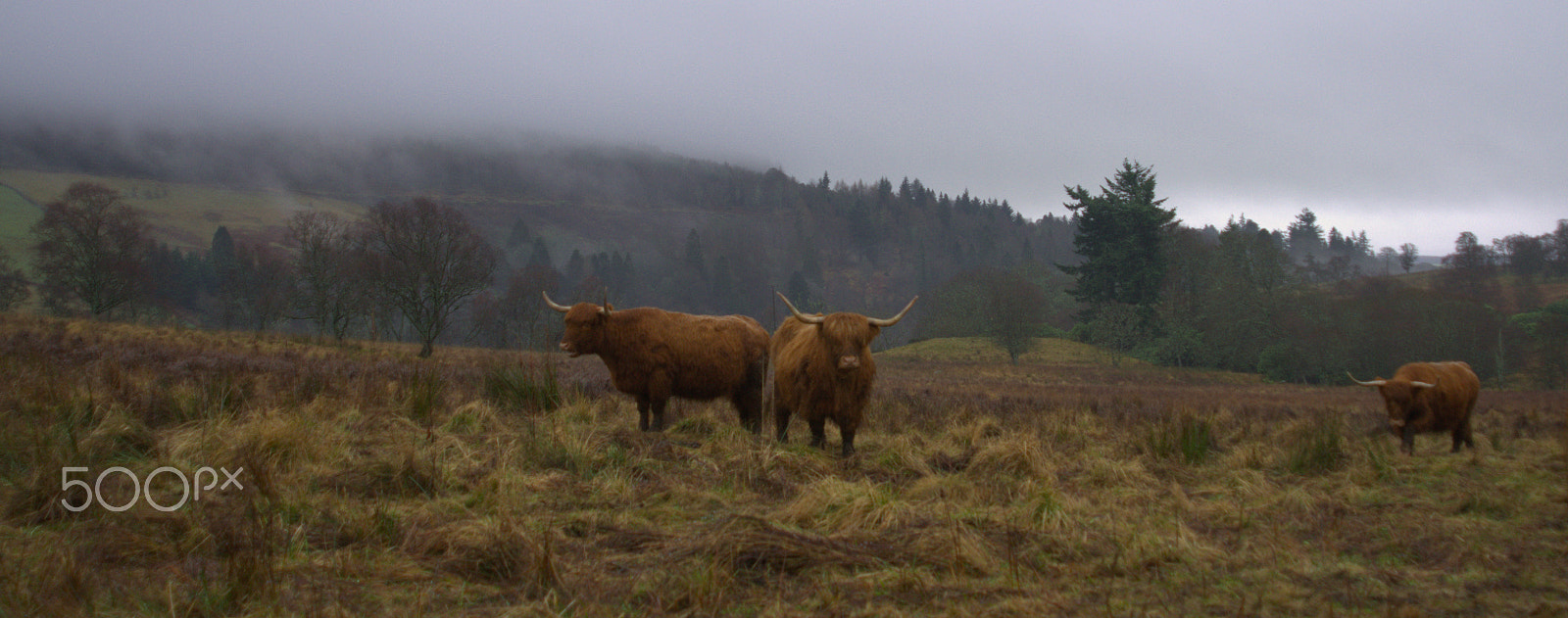 AF Zoom-Nikkor 24-120mm f/3.5-5.6D IF sample photo. Highland cow photography