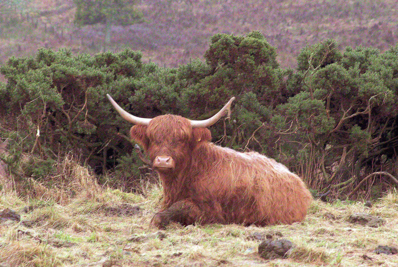 AF Zoom-Nikkor 24-120mm f/3.5-5.6D IF sample photo. Highland cow photography