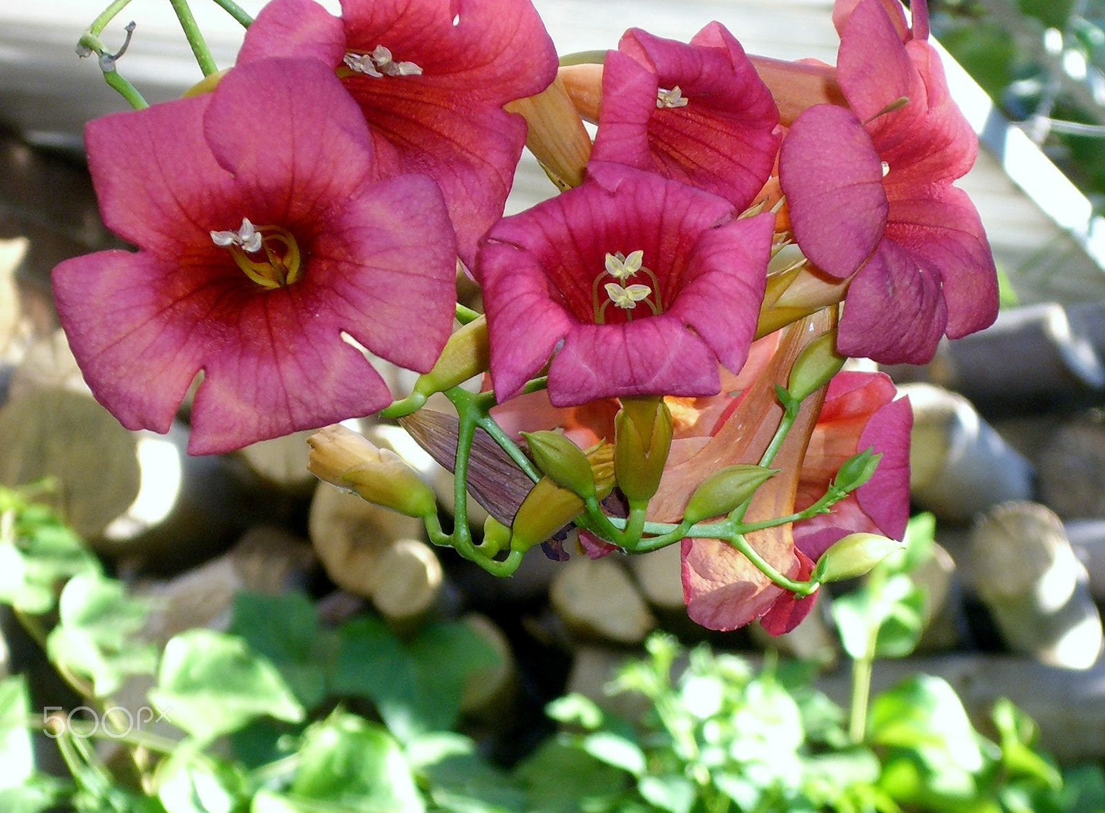 CASIO EX-S600 sample photo. Flores photography