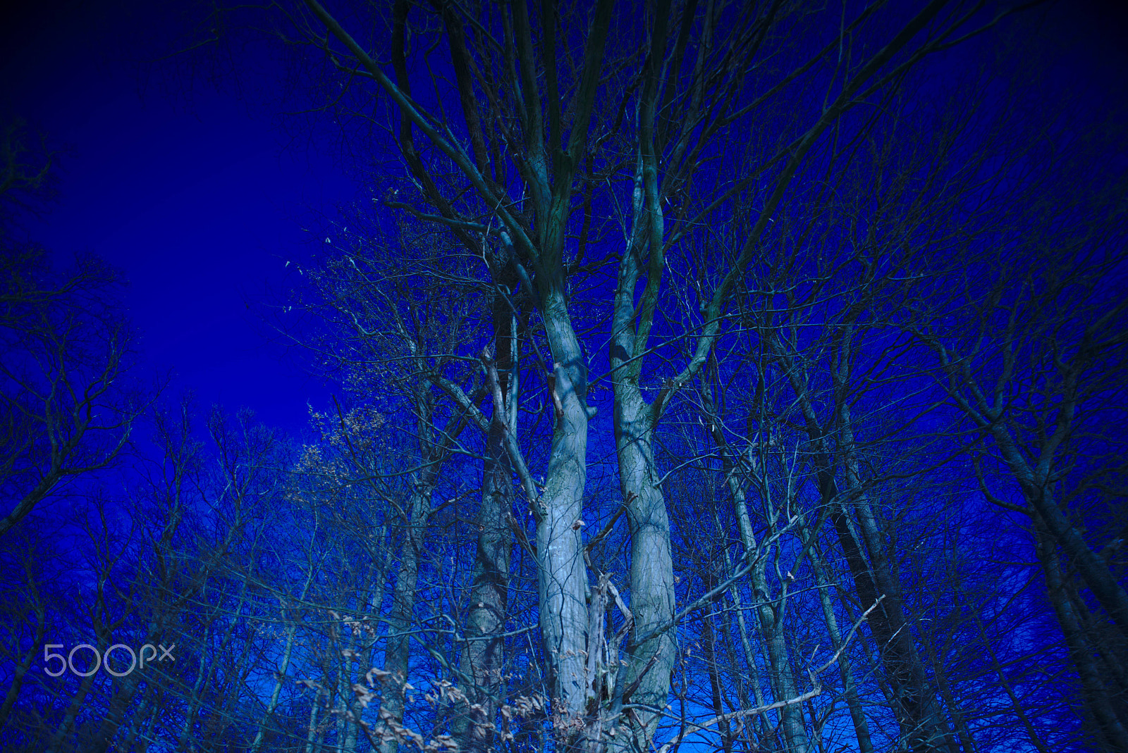 Nikon D800 + Manual Lens No CPU sample photo. Tree in blue photography