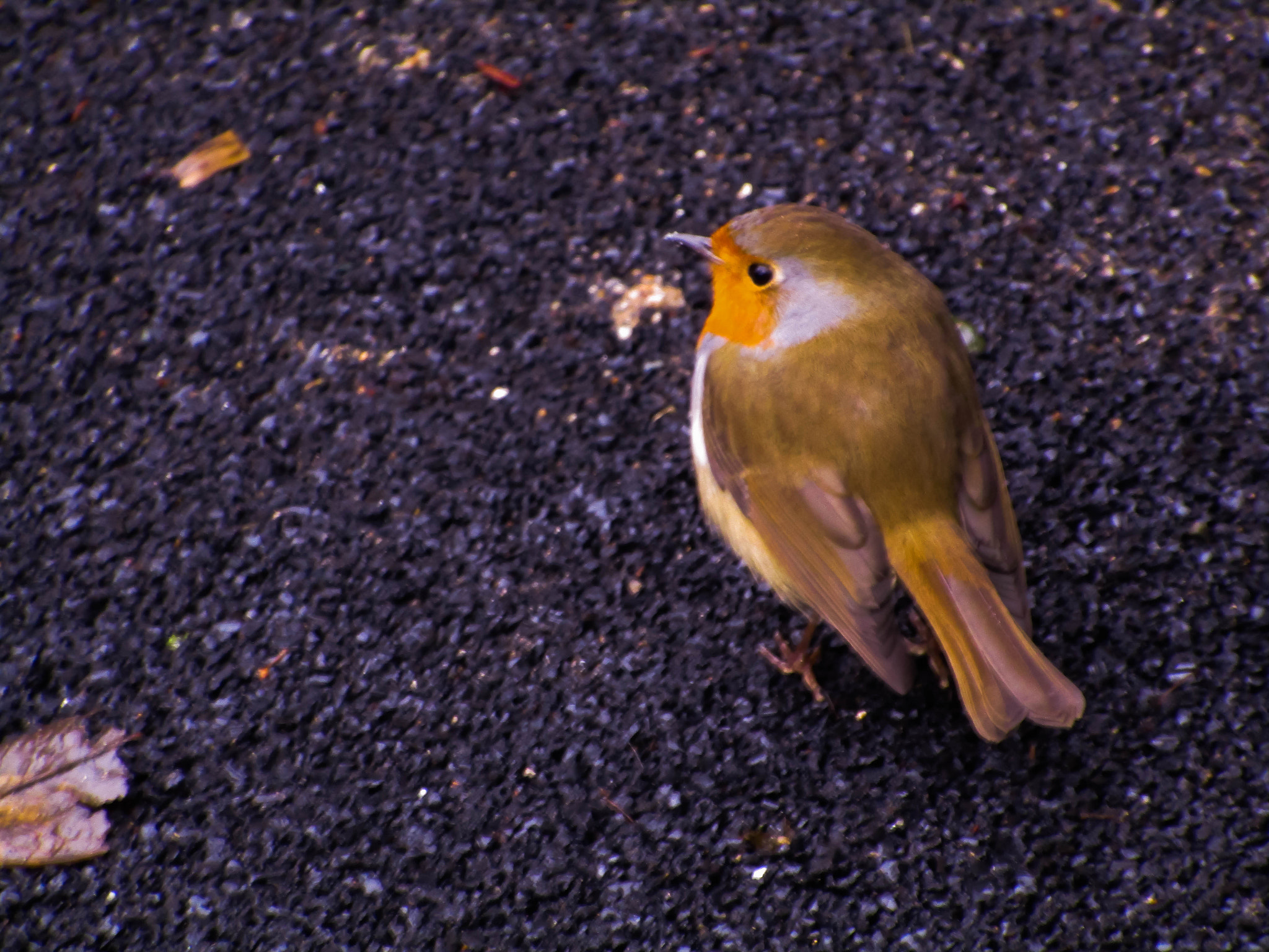 Canon PowerShot ELPH 170 IS (IXUS 170 / IXY 170) sample photo. Little robin photography