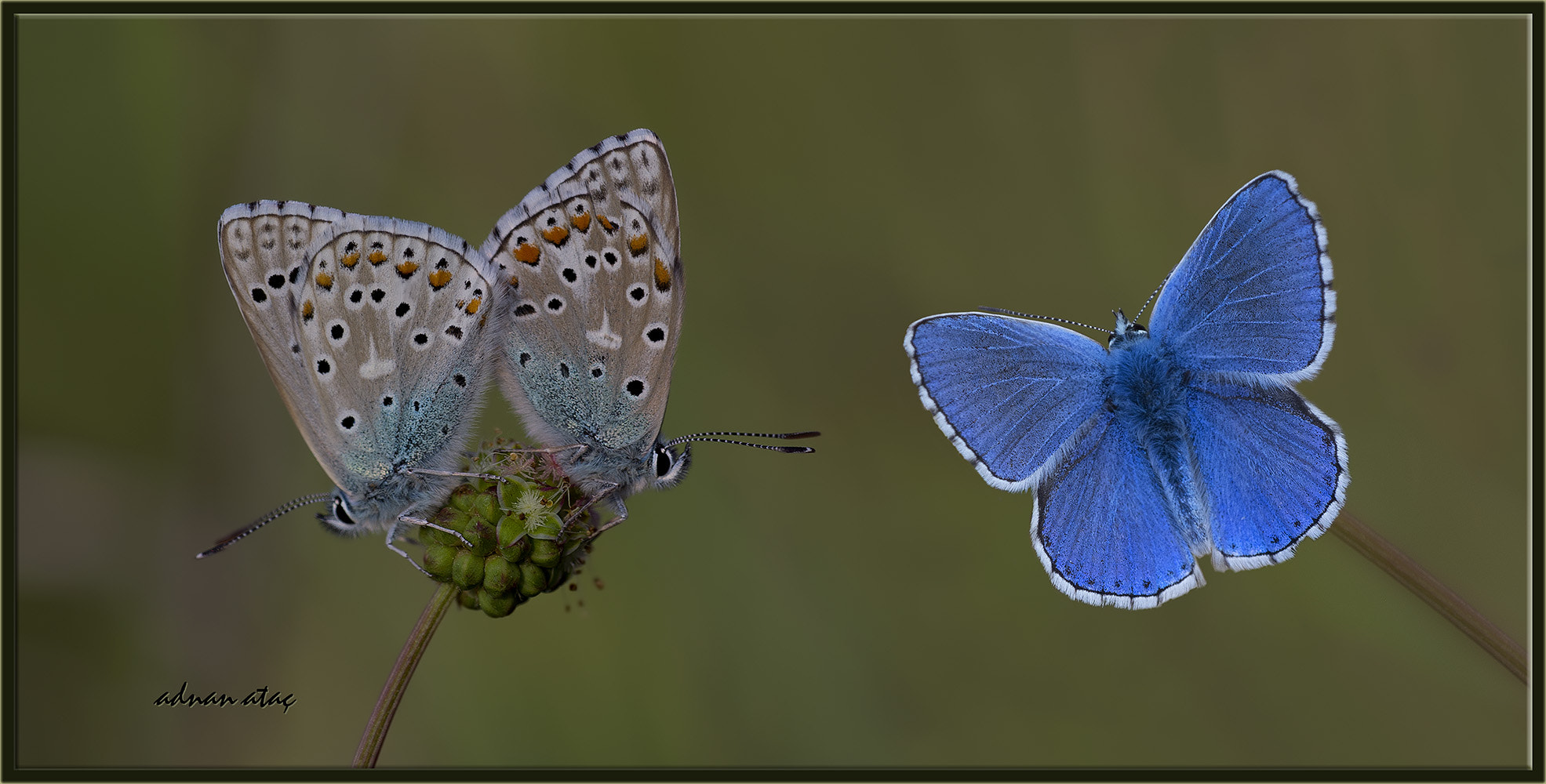 Nikon D4 sample photo. Çokgözlü gökmavisi - polyommatus bellargus - adonis blue photography