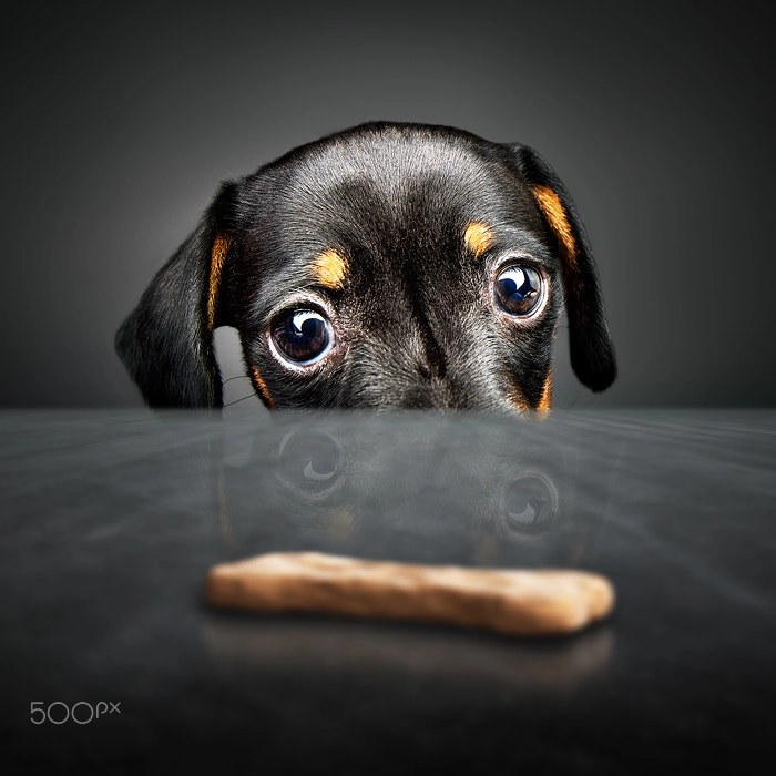 Canon EOS 5DS + Canon TS-E 24.0mm f/3.5 L II sample photo. Puppy longing for a treat photography