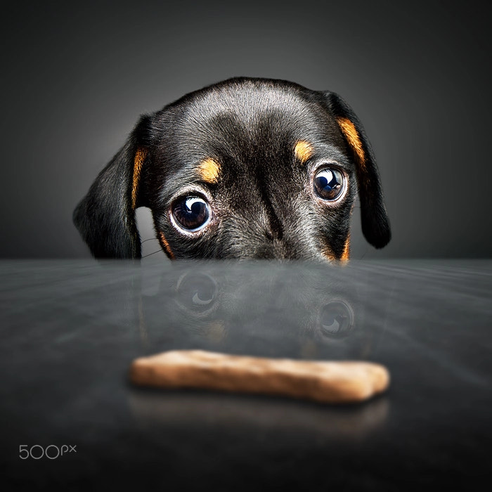 Canon TS-E 24.0mm f/3.5 L II sample photo. Puppy longing for a treat photography